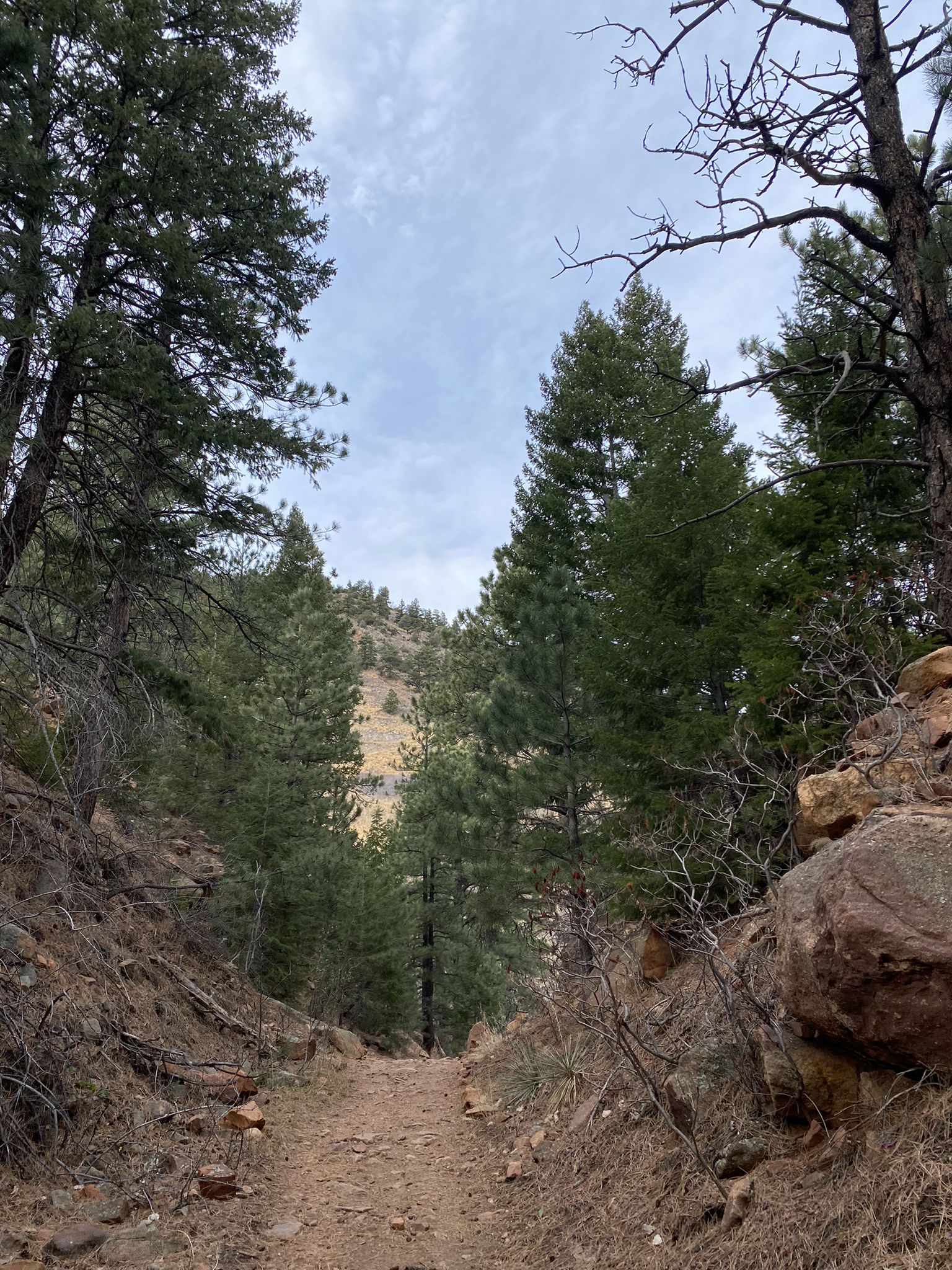 Dirt path winding uphill through a dense pine forest. - Hiking loop from Eldorado Springs