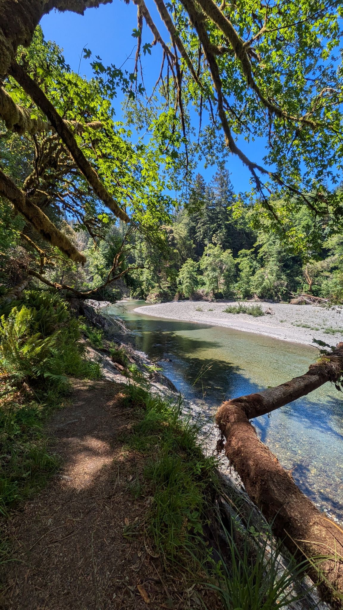 Sunny forest path beside a clear river, framed by mossy branches. - Tall Trees Grove Loop Trail