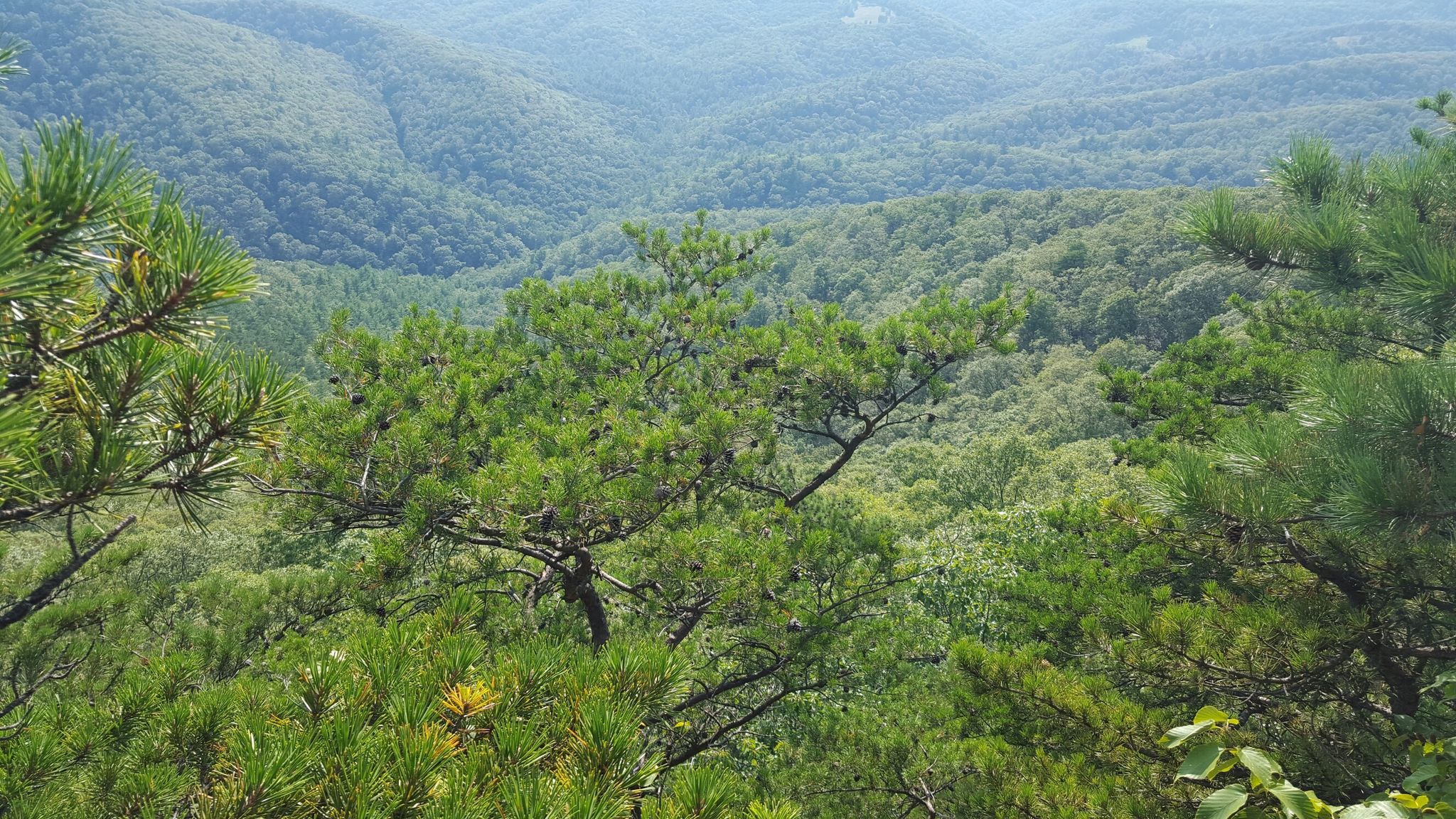 Dense green forest canopy and distant mountains viewed from above on a sunny day. - White Oak to Big Ridge Loop