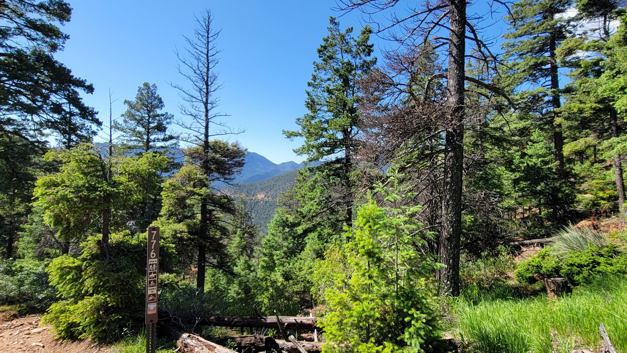 Sunny forest with tall pine trees, distant mountains, and a trail marker. - Mount Buckhorn via Gold Camp, 622, Jones Park, and Captain Jacks  Loop