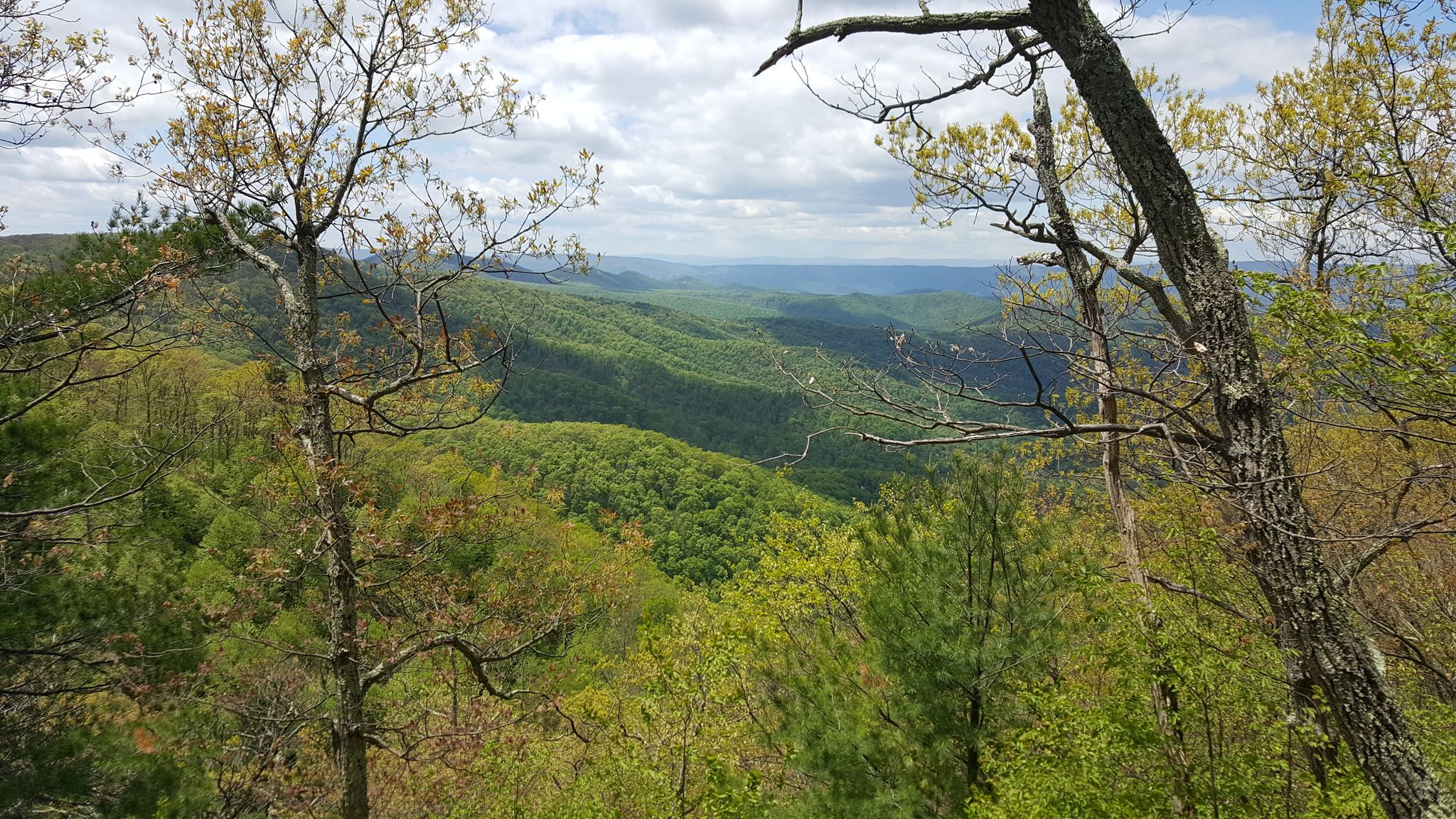 Panoramic view of lush green forested mountains under a cloudy sky. - Lewis Spring Falls Trail