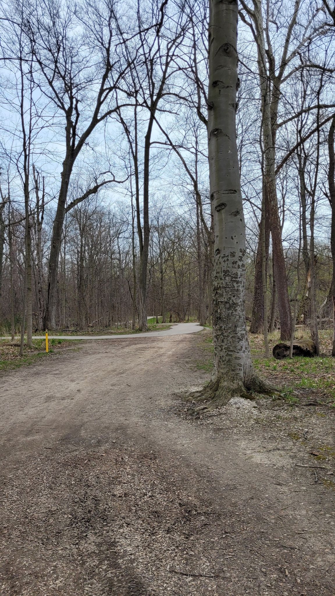 A wide dirt path winds through a forest of tall, bare trees. - Clinton River Trail – Clinton River Bridge loop from Utica High School
