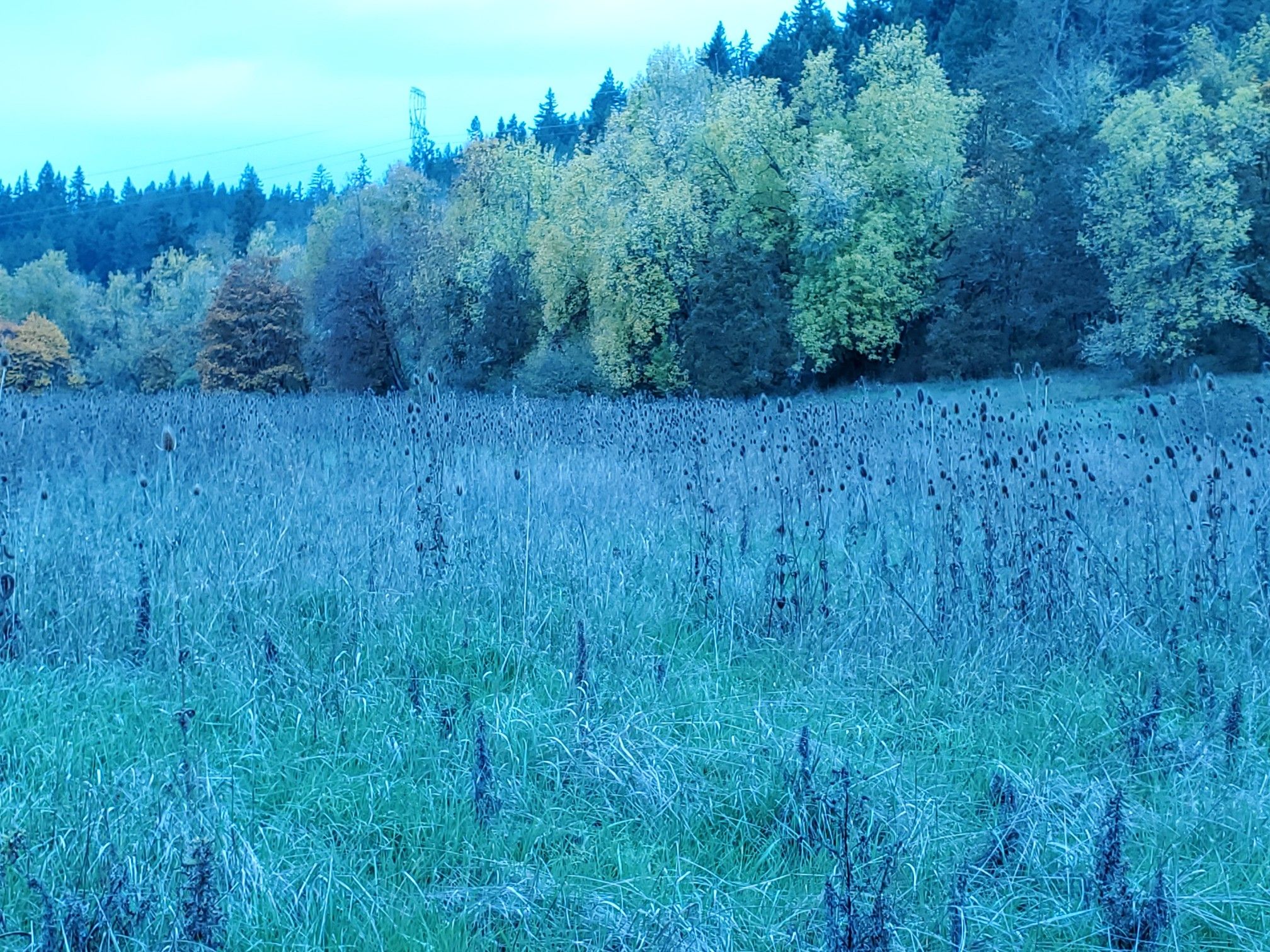 Blue-tinted field of tall grass with a forest under dim light. - Meadow Road, Pasture Road, Dery's South Summit and Seavey Way