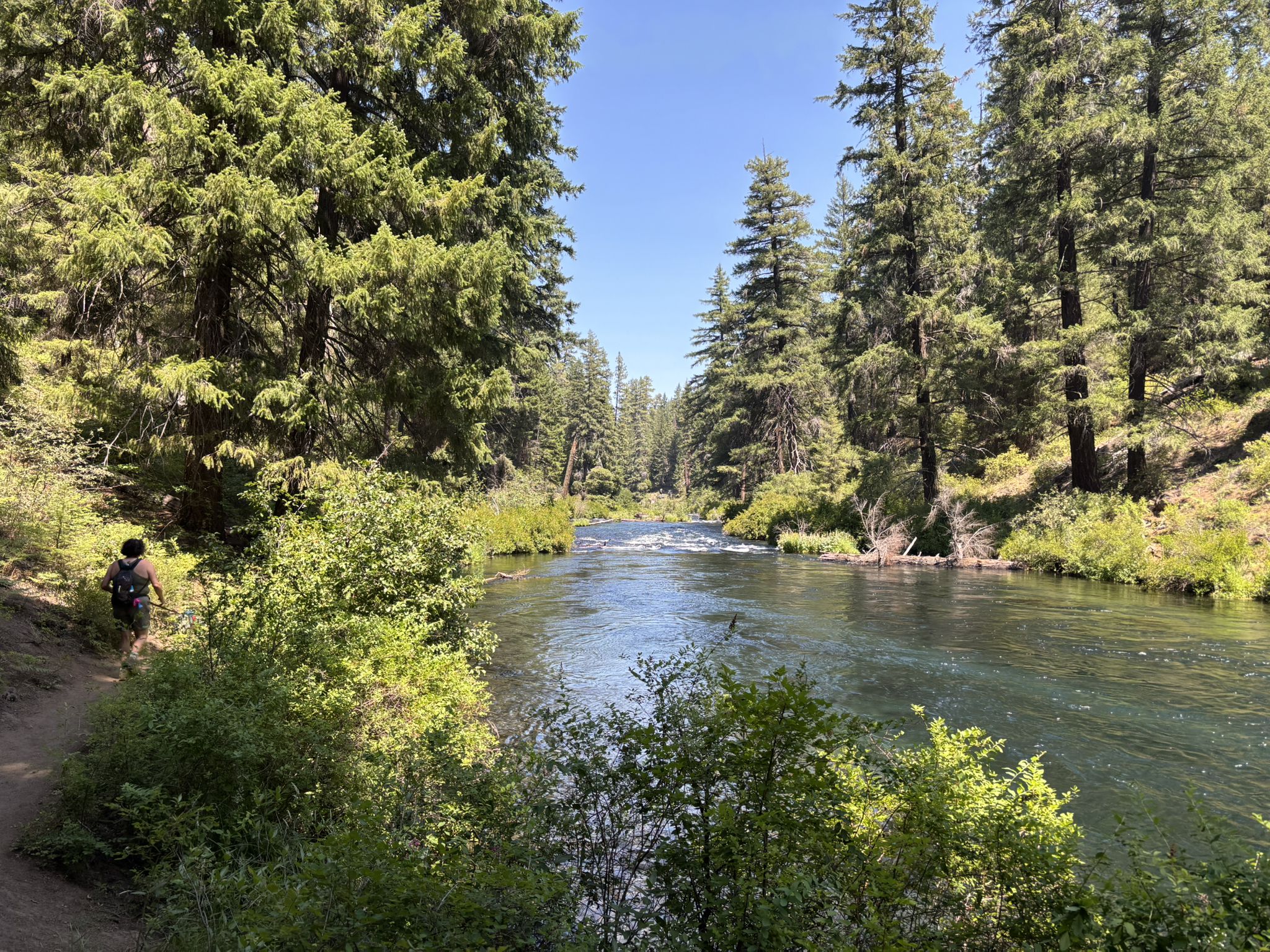 Person walks on a sunny dirt path beside a clear river in a dense forest. - West Metolius River Trail