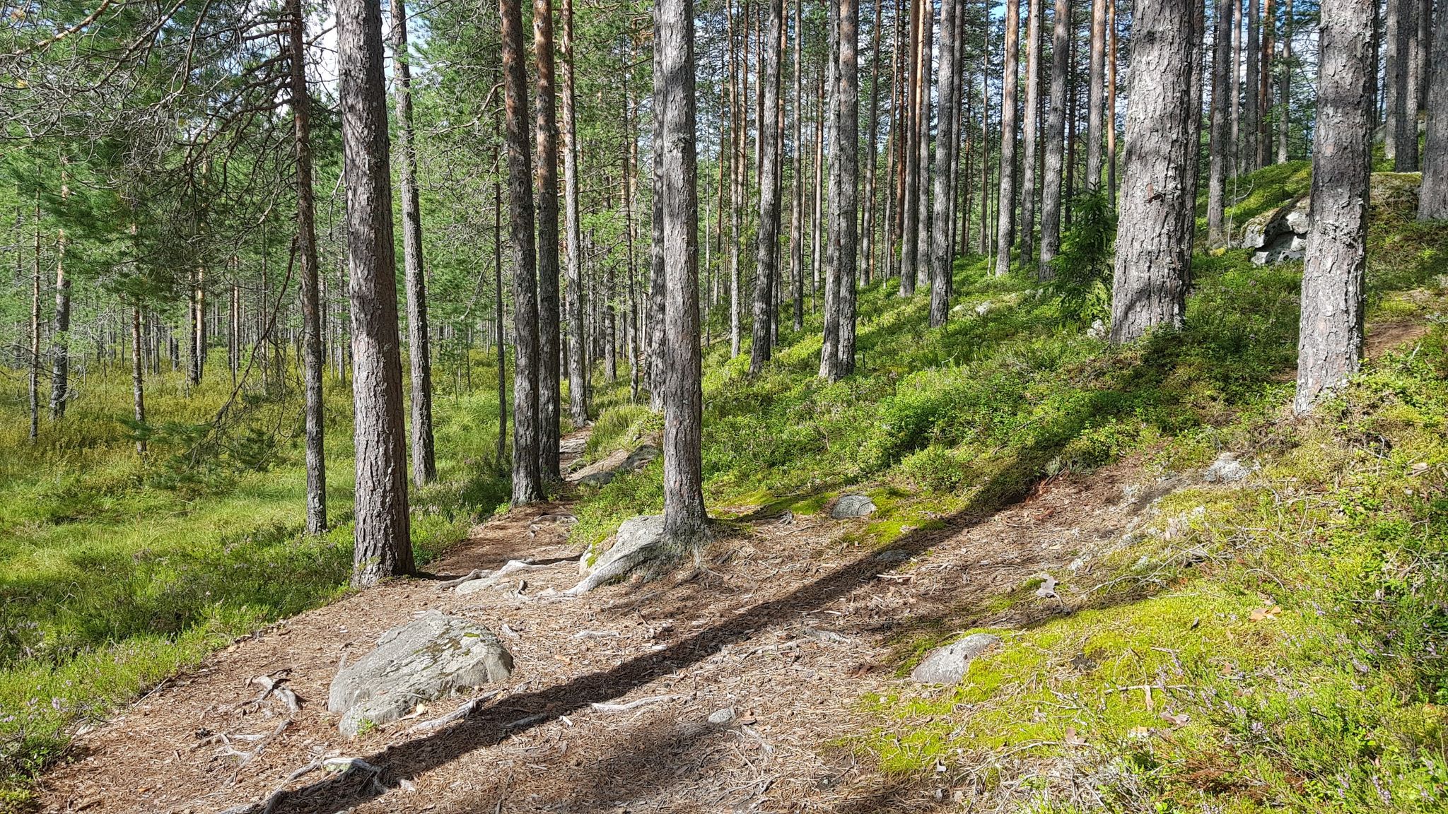 Am Fuße des Eskers( rechts)