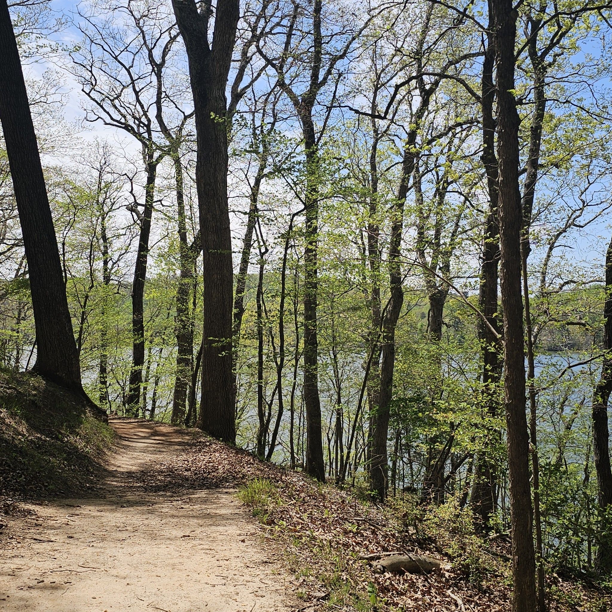 Forest path with new green leaves, leading towards a calm lake. - Poplar Leaf - Claytor Lake - Hidden Valley Loop