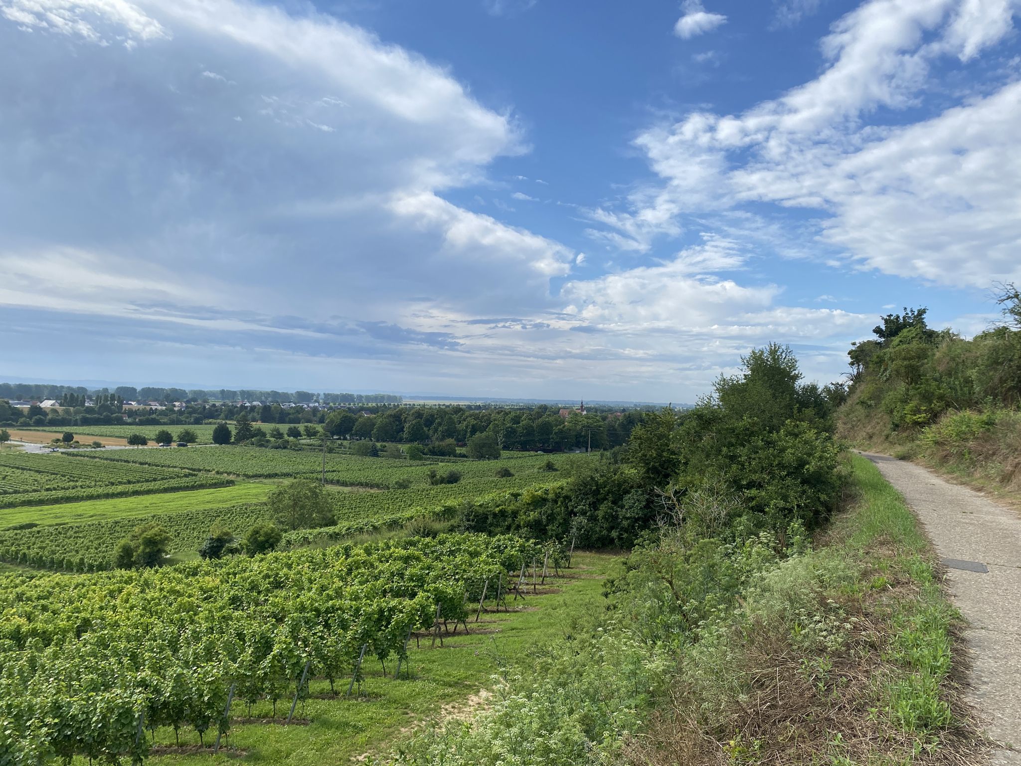 Alsheim