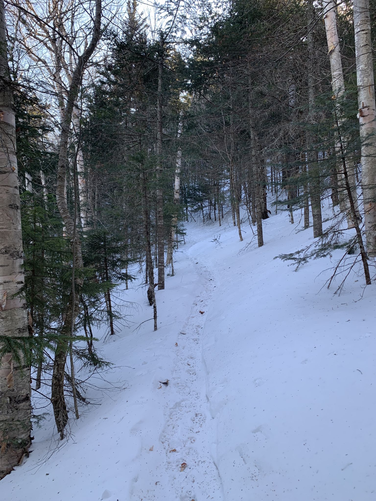 Snowy path winding through a dense winter forest with footprints. - Imp Trail Loop