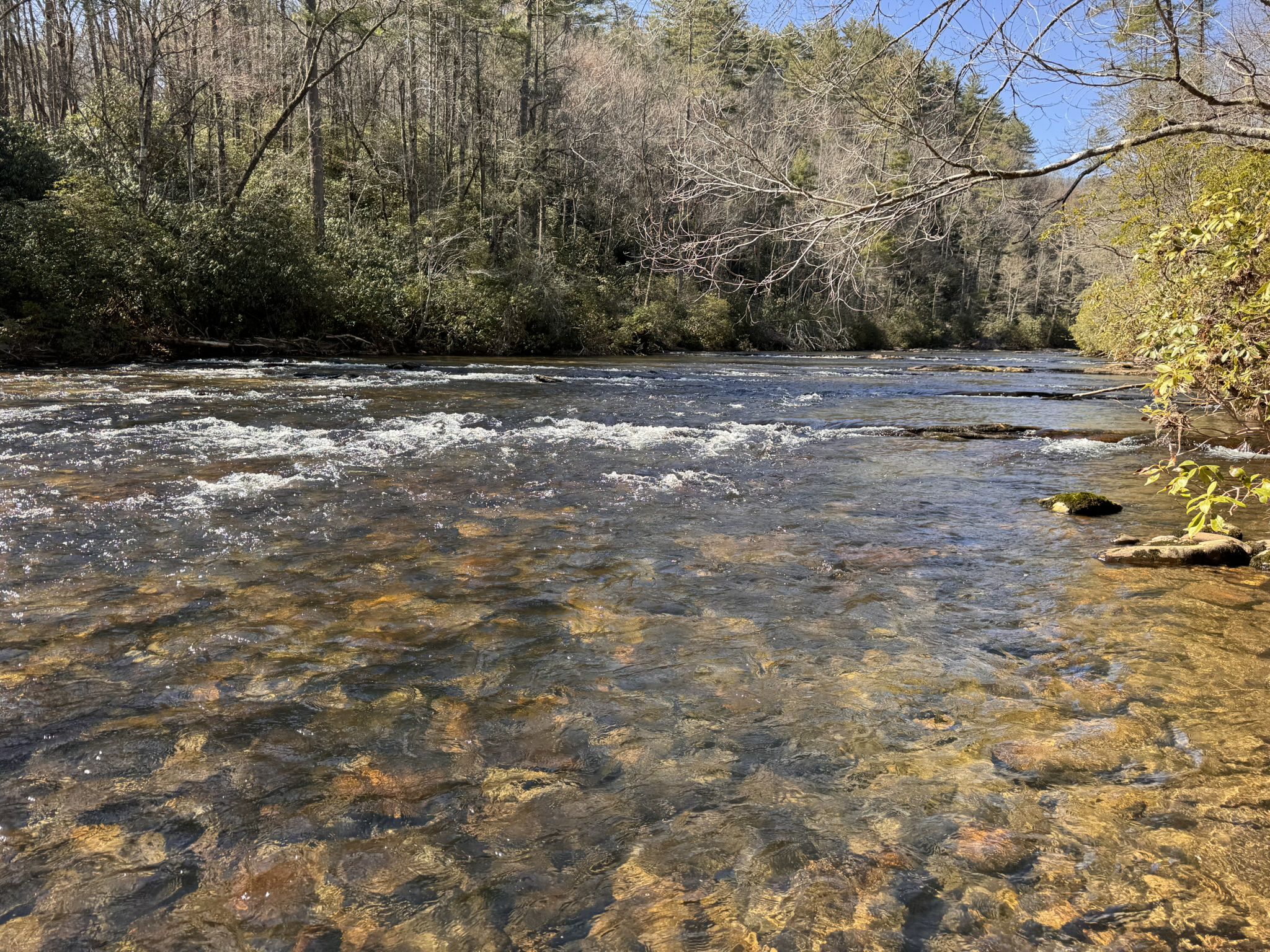 A clear, shallow river with ripples, surrounded by green and bare trees. - Big Bend Falls and Round Top Loop