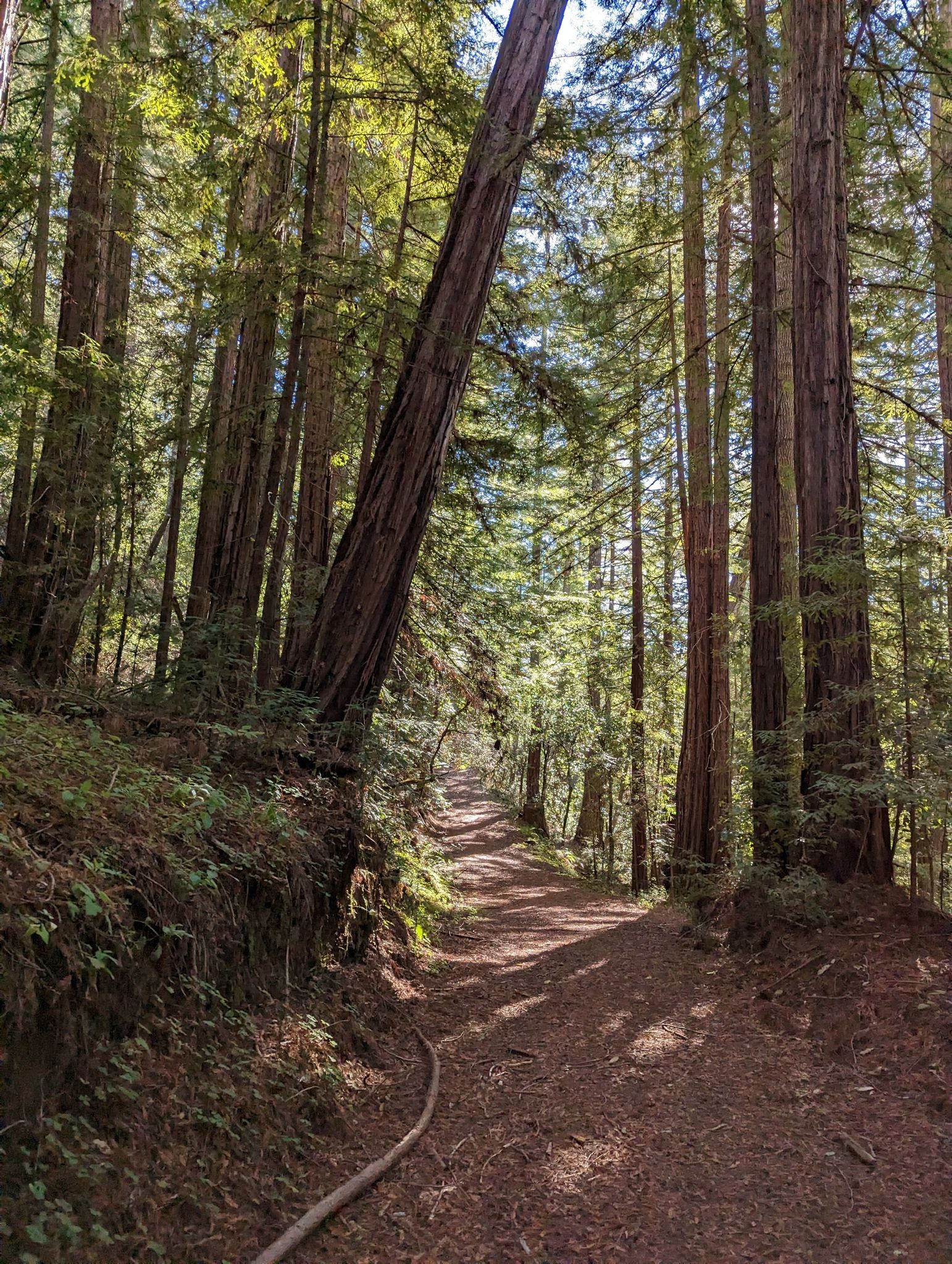 A sun-dappled dirt path winds through a dense forest of tall trees. - Tarwater Loop Trail