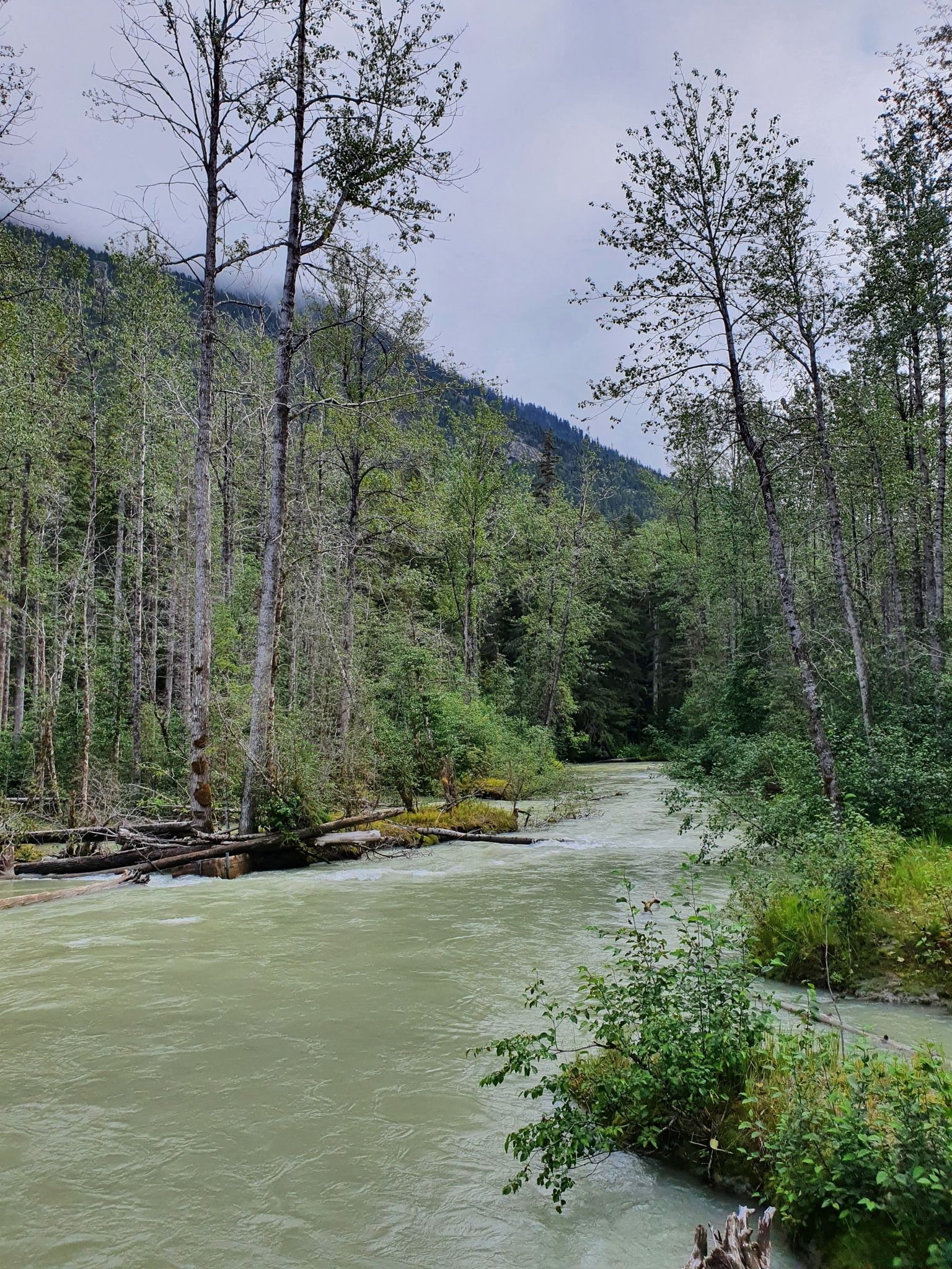 Murky green river flowing through a dense forest under an overcast sky. - Chilkoot Trail