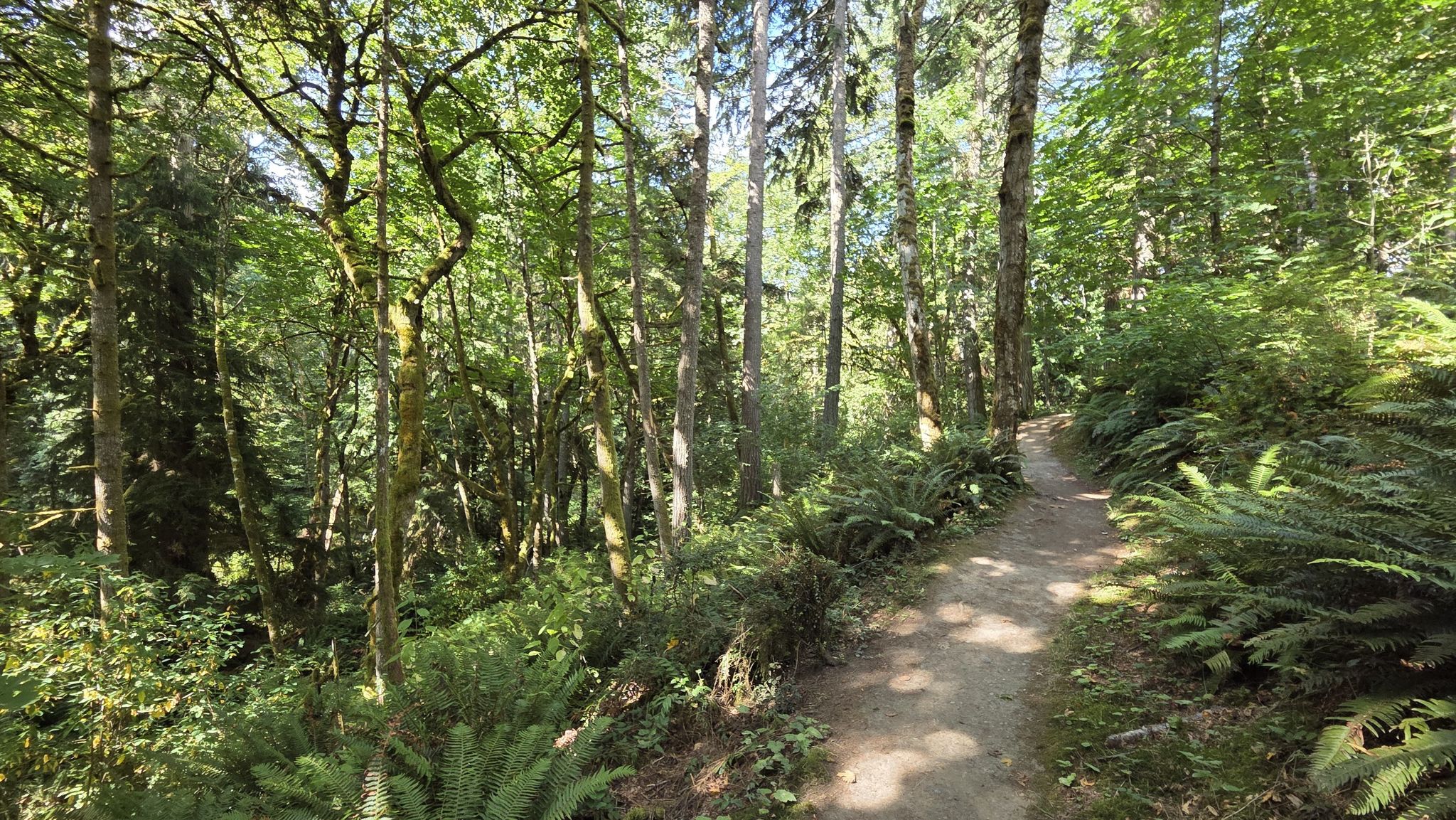 A sunlit dirt path winds through a lush green forest with tall trees. - Four Cedars Trail Loop