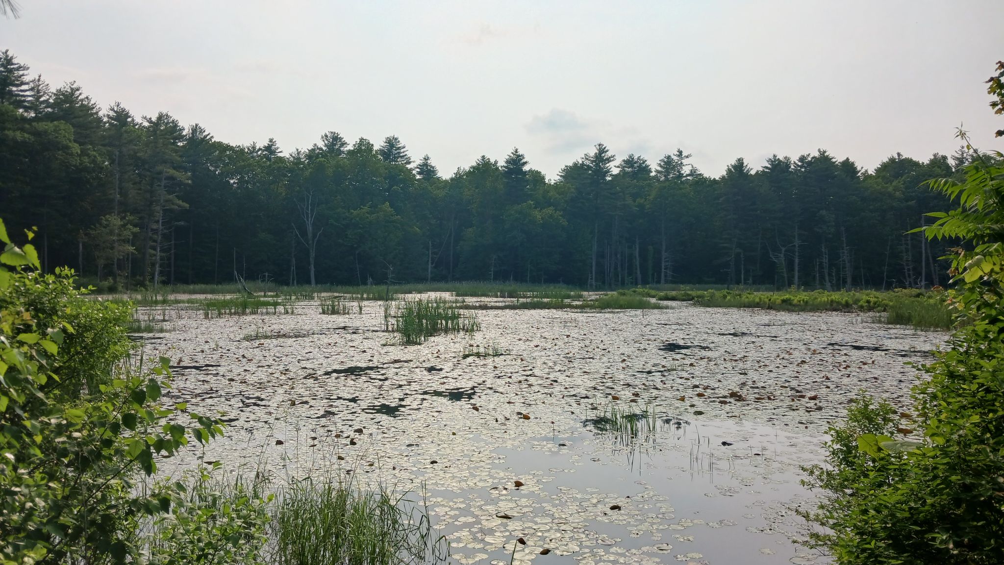 Calm pond covered in lily pads, bordered by a dense green forest. - Derry, Windham & Salem Rail Trail