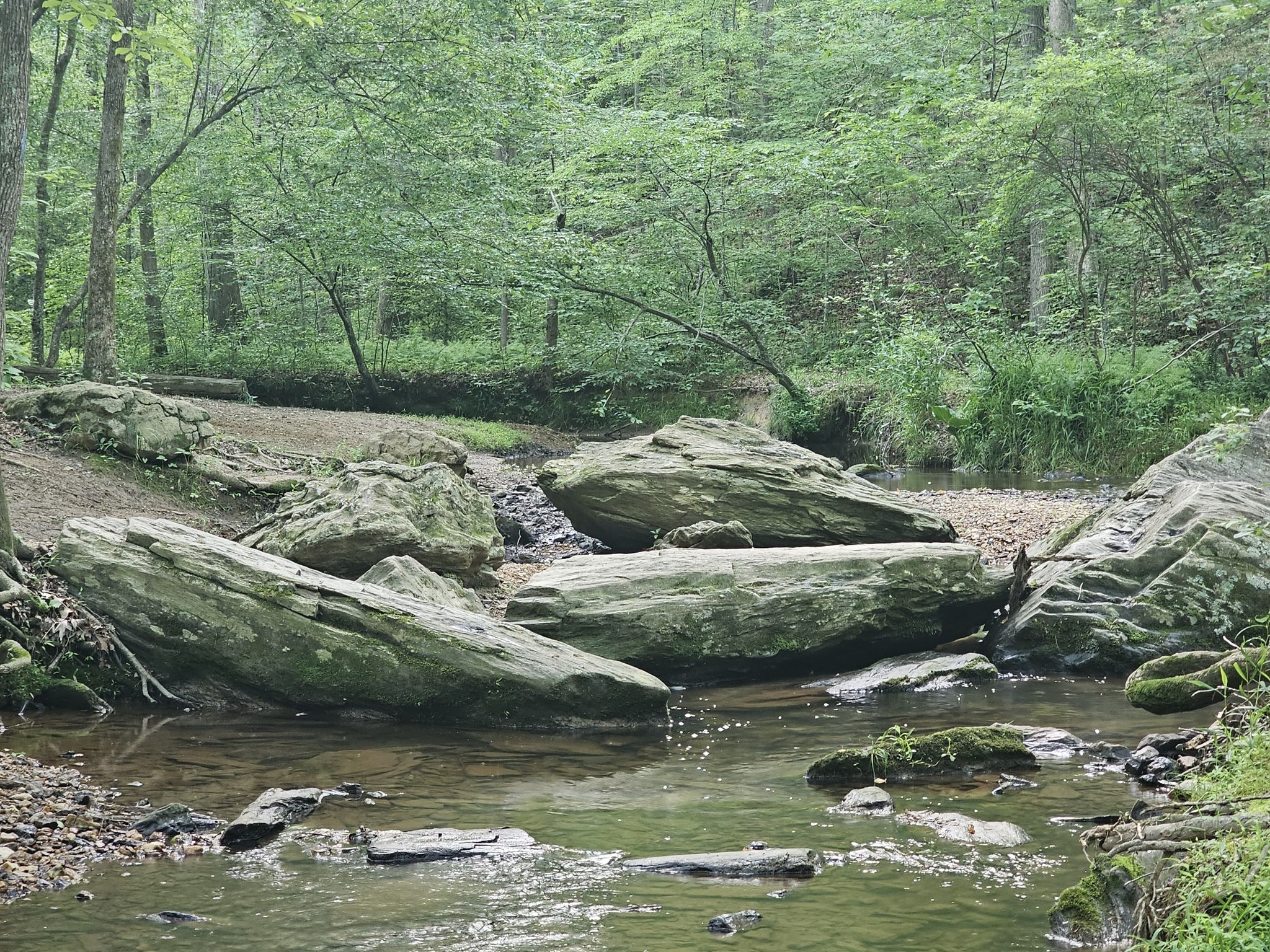 A forest stream flows over and around large mossy rocks. - Fred Crabtree Park Trail
