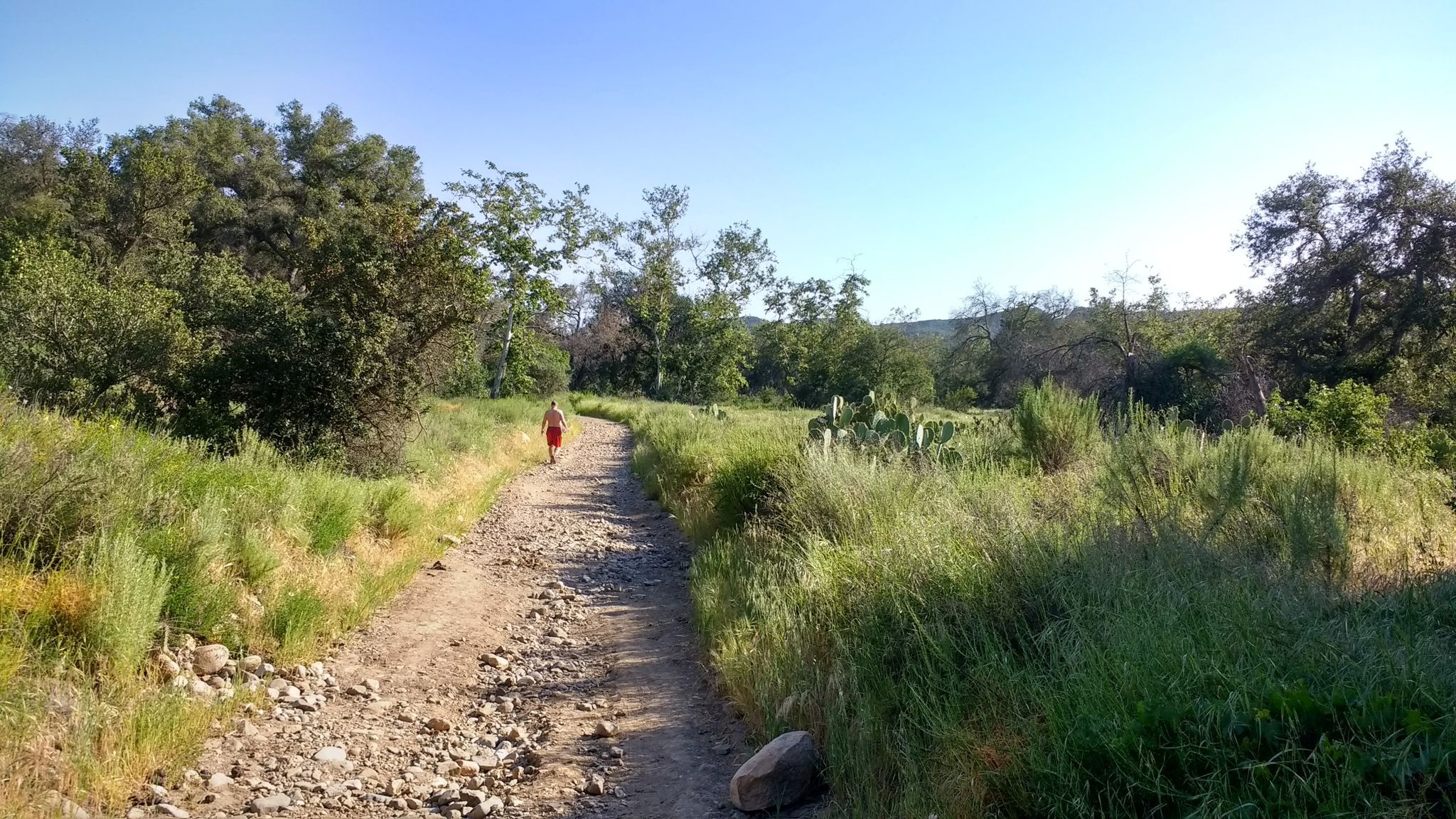 Person walks on a sunny dirt path through green, grassy landscape. - East Ridge and Bell Canyon Loop