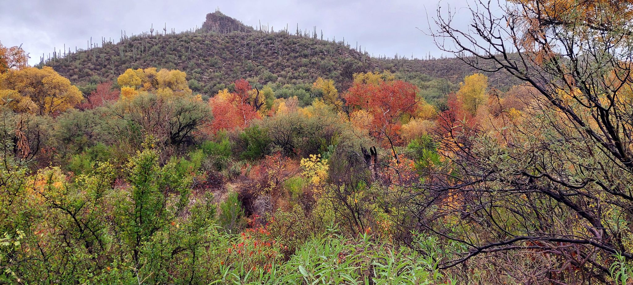 Vibrant autumn foliage in a desert landscape with a distant saguaro-covered hill. - Sabino Canyon Road – Sabino Canyon Road loop from Sneed Parcel