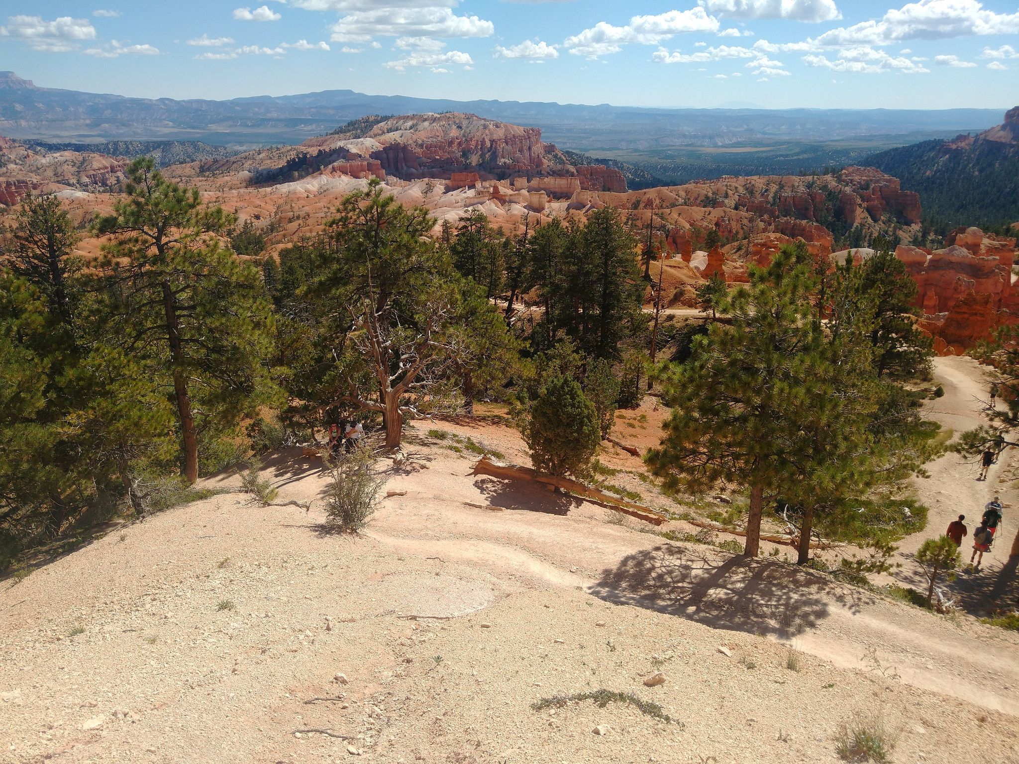 People walk on a dirt path through a sunny pine forest overlooking a canyon. - Sunrise Point – Little stone arch loop from Bryce Canyon Lodge