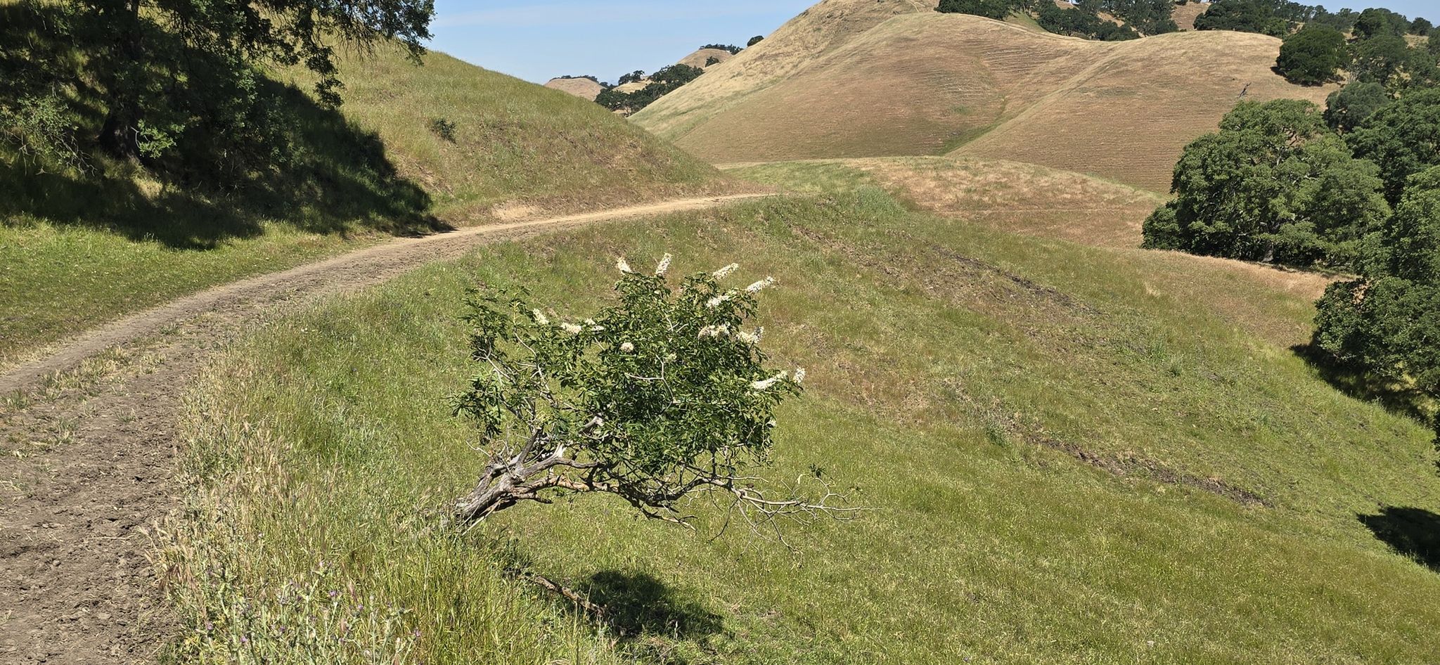 Dirt path curving around a hill with a flowering bush in foreground. - Briones to Mt. Diablo Trail Loop