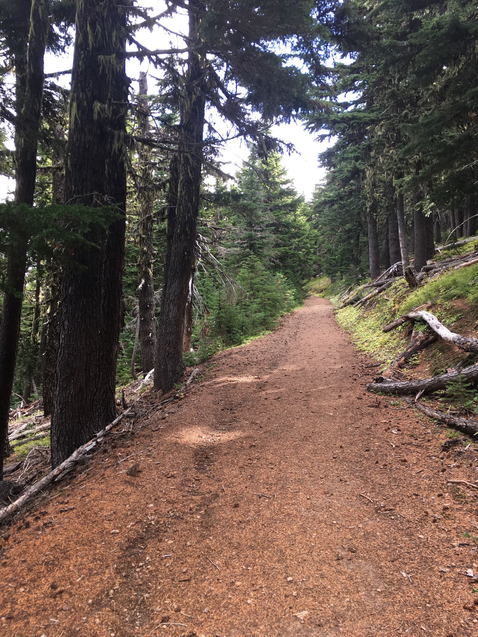 A winding dirt trail through a dense, shaded evergreen forest. - View of Mount Hood loop from High Prairie Trailhead
