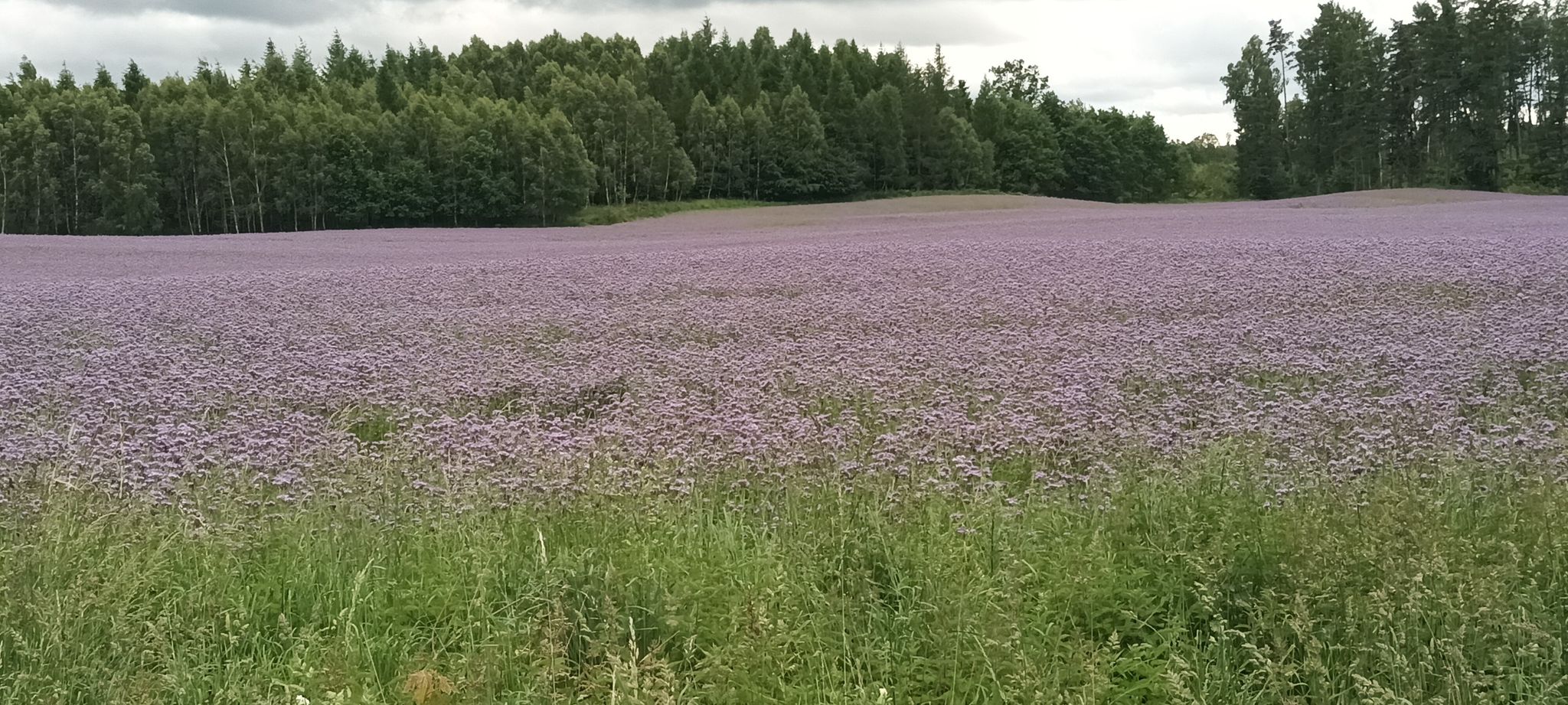 Bienenweide bei Salino