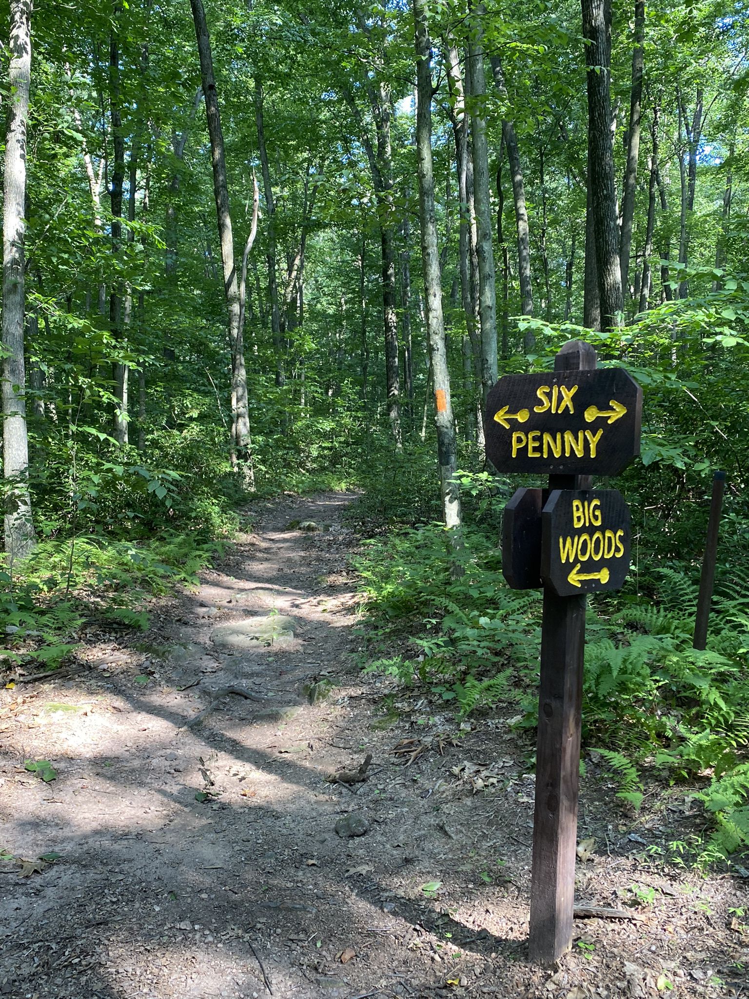 Dirt trail winding through a lush green forest with a wooden directional sign. - Six Penny Trail