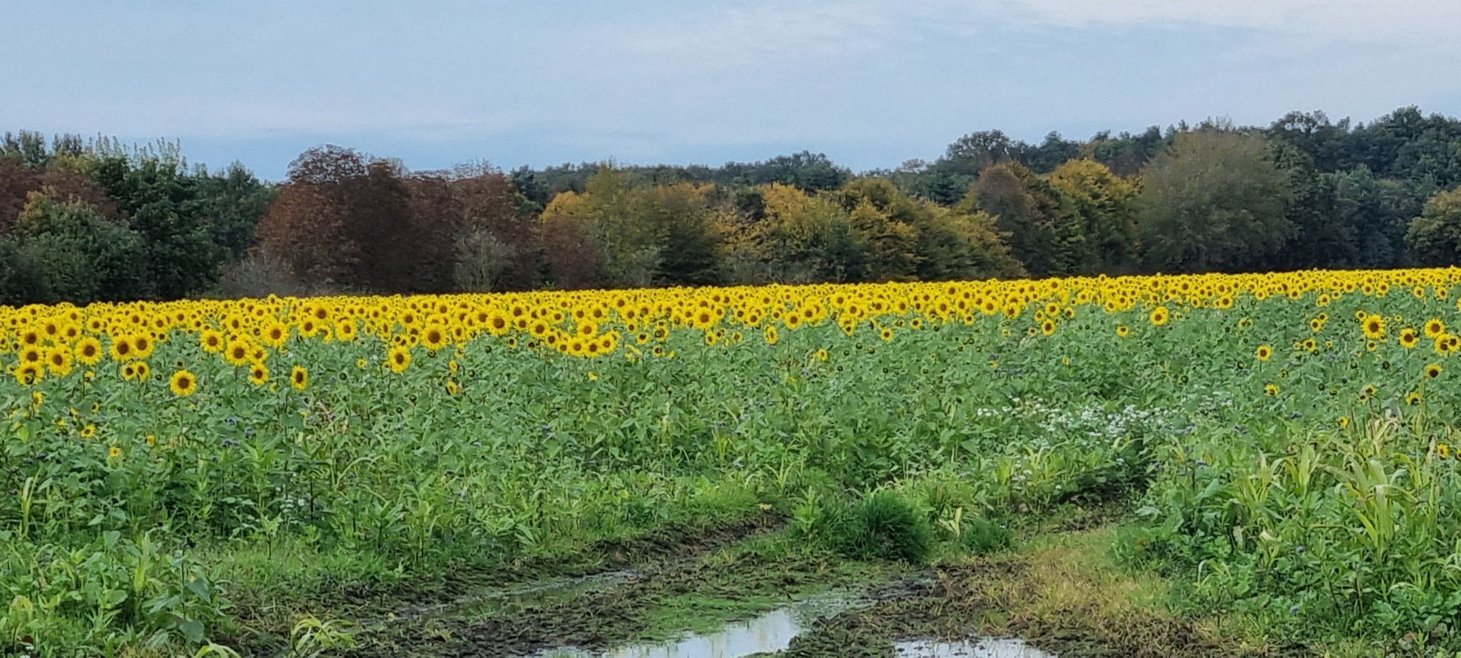 Oktober Sonnenblumen