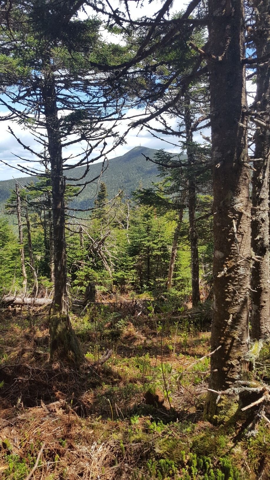 Sunlit forest with tall trees and a distant mountain peak. - Mendon Peak