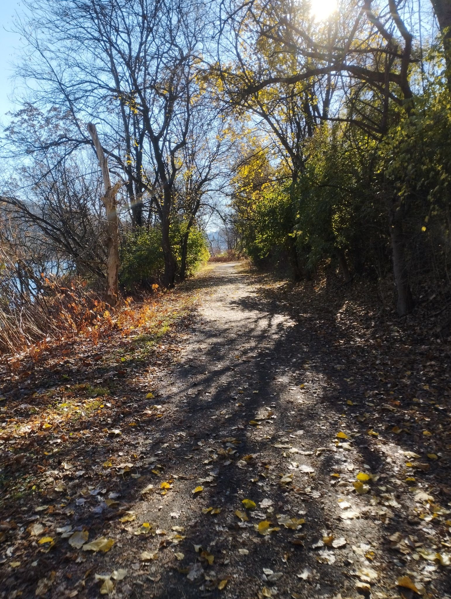 A sunlit dirt path lined with autumn trees and bushes next to water. - Duck Hollow Trail