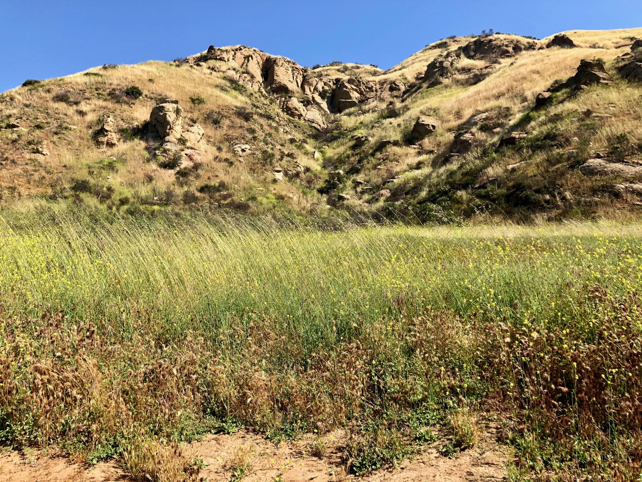 A vibrant green field with dry, rocky hills in the background under a blue sky. - Cheeseboro Ridge and Cheeseboro Canyon Loop