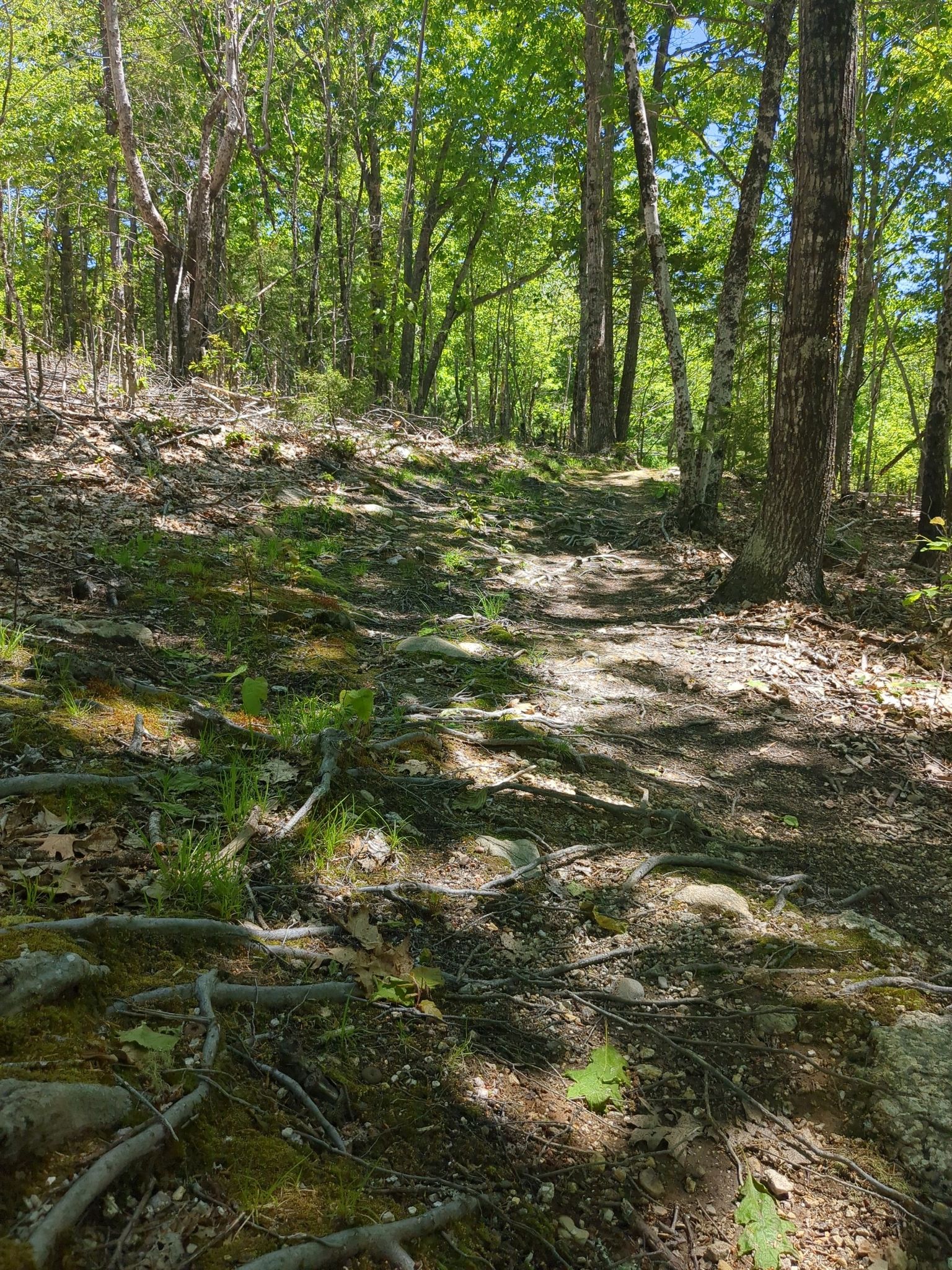 A sun-dappled forest path with exposed tree roots winding uphill. - Capstone Trail