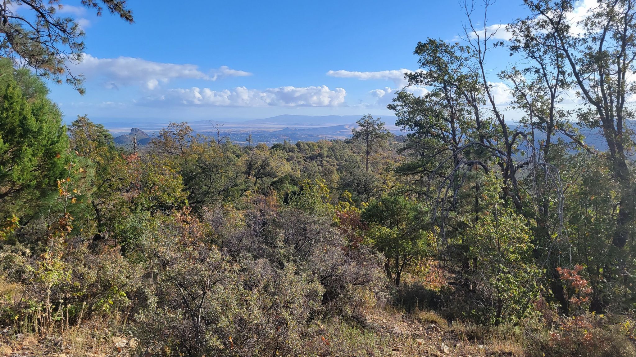 Sunny view over a dense forest canopy to a distant valley. - Sierra Prieta Trail