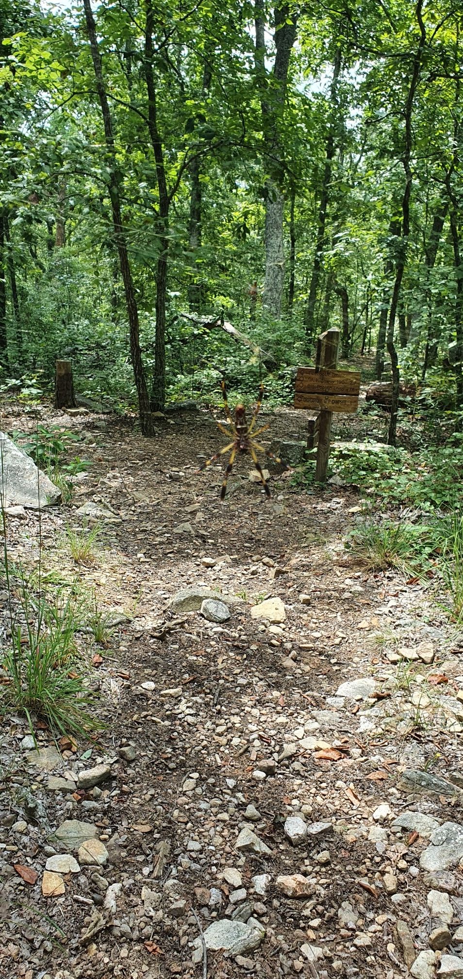 A bright, dappled forest path splits, with a wooden signpost. - CCC Hatchery Pond loop from Delano Lake Dam