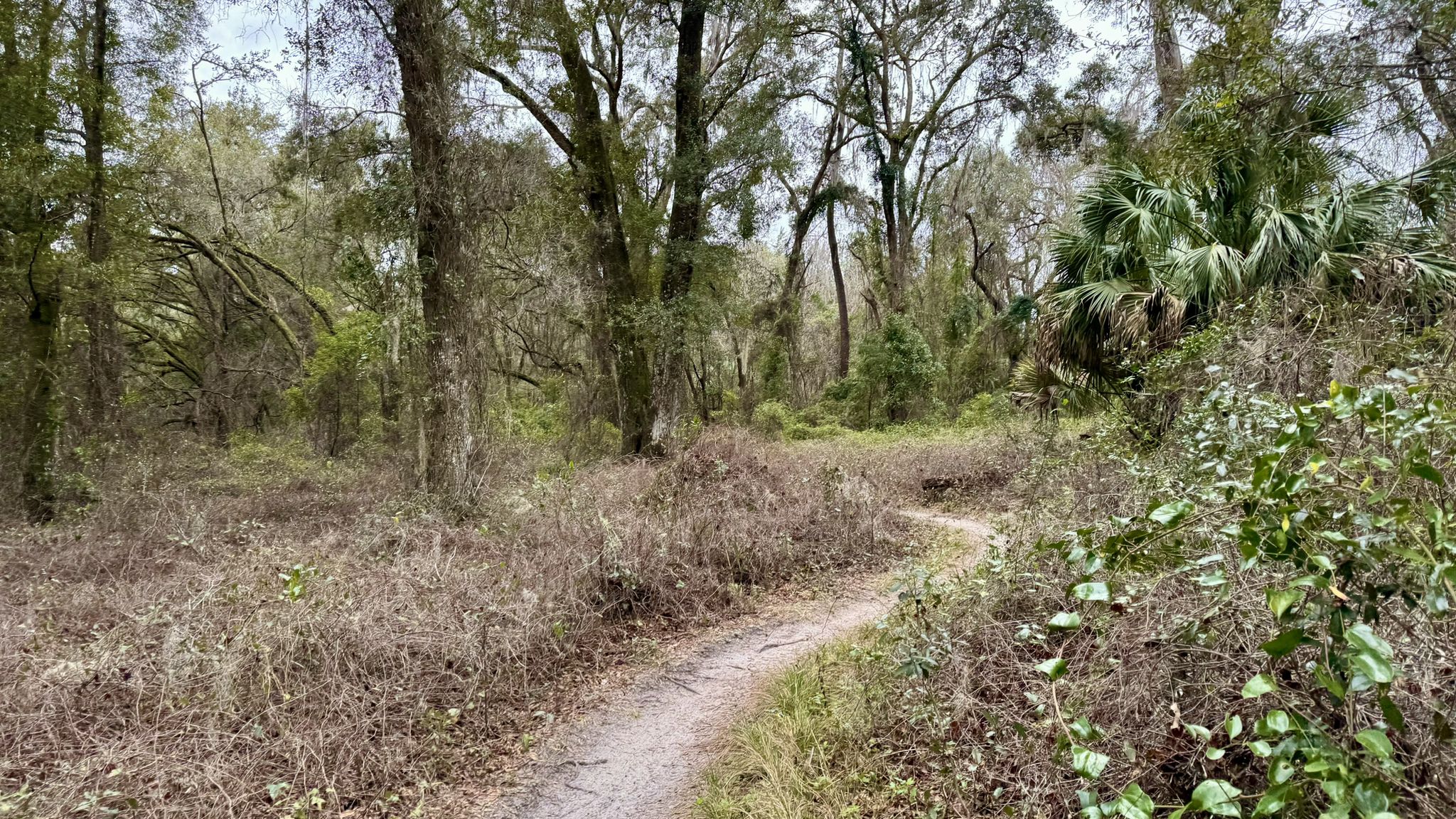 A winding dirt path through a dry, overgrown forest under an overcast sky. - Santos Spider Kingdom Loop