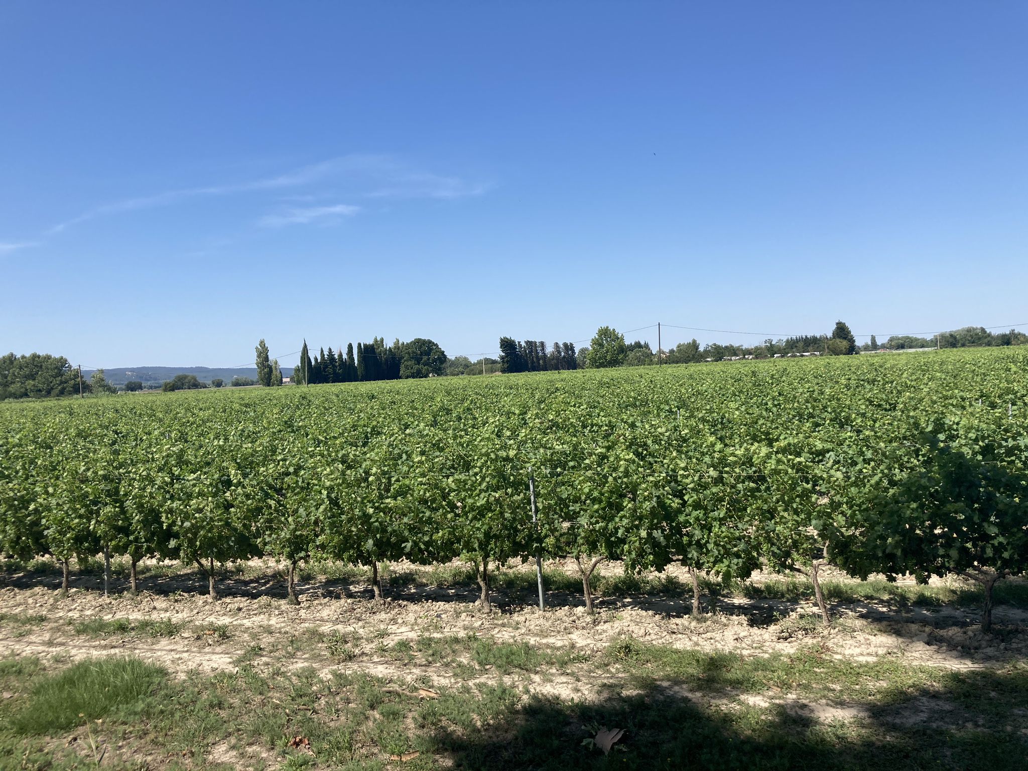 Chateauneuf... 🍷