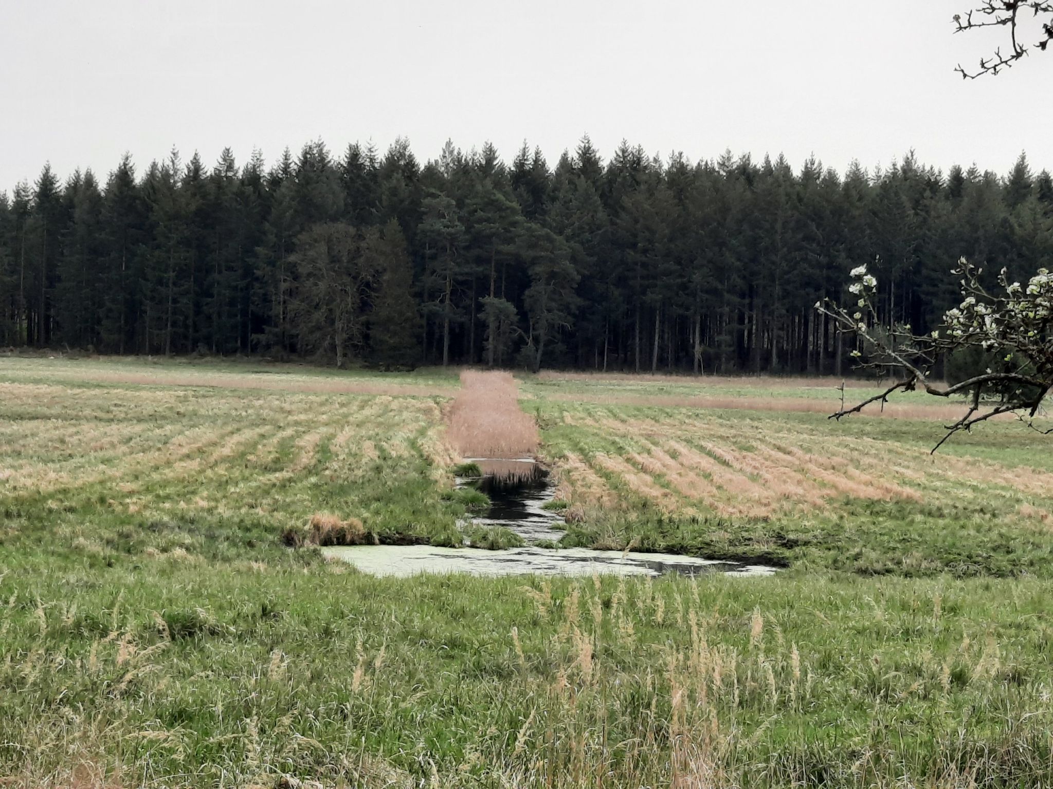 Wasserloch bei Kerkow