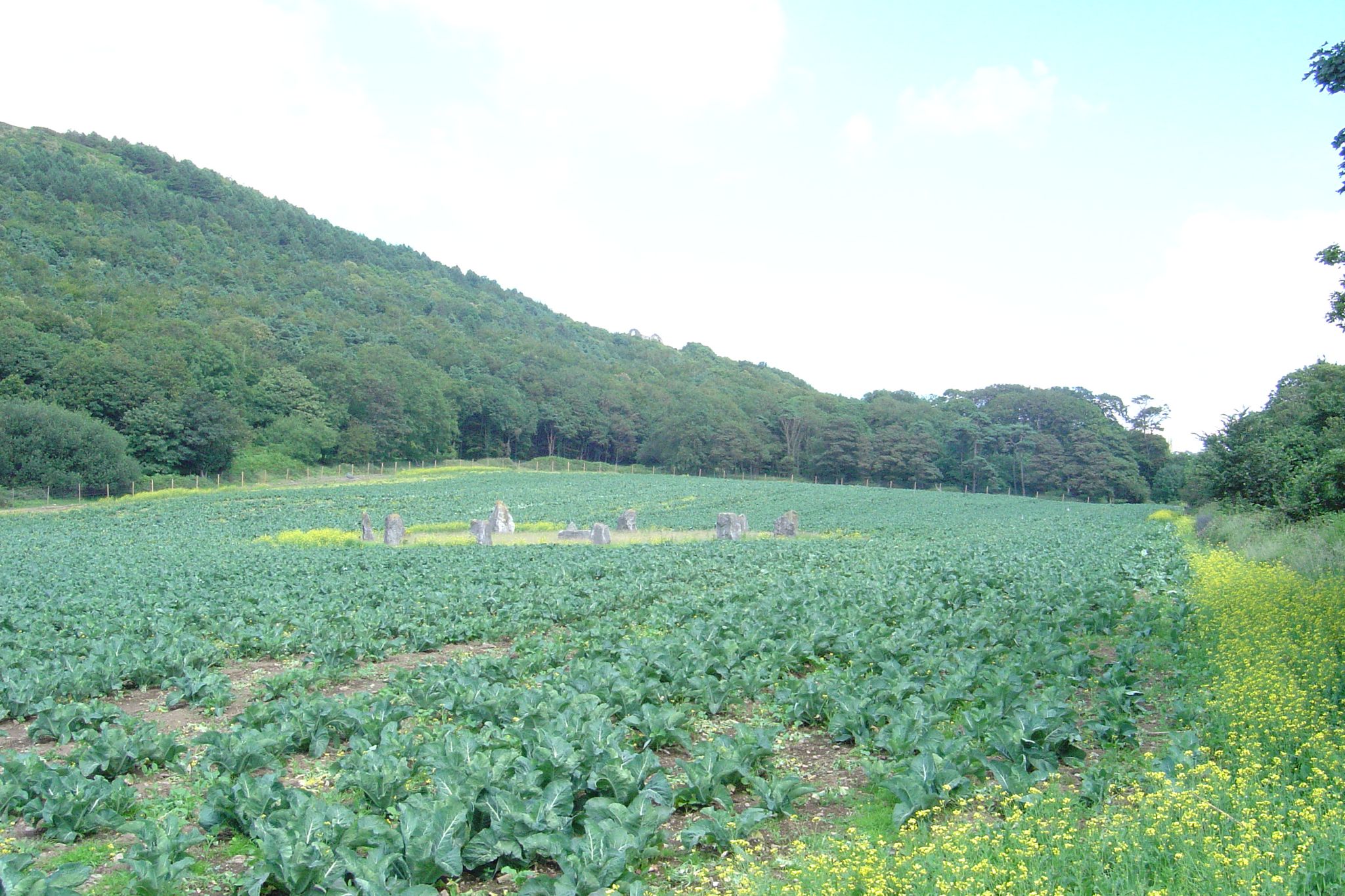Steinkreis im Feld