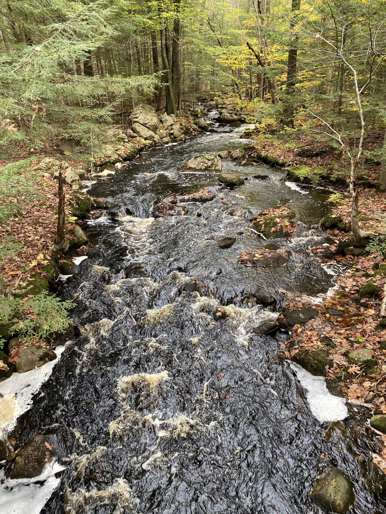 A rushing river with white foam flowing through a dense autumn forest. - Tower Hill Pond