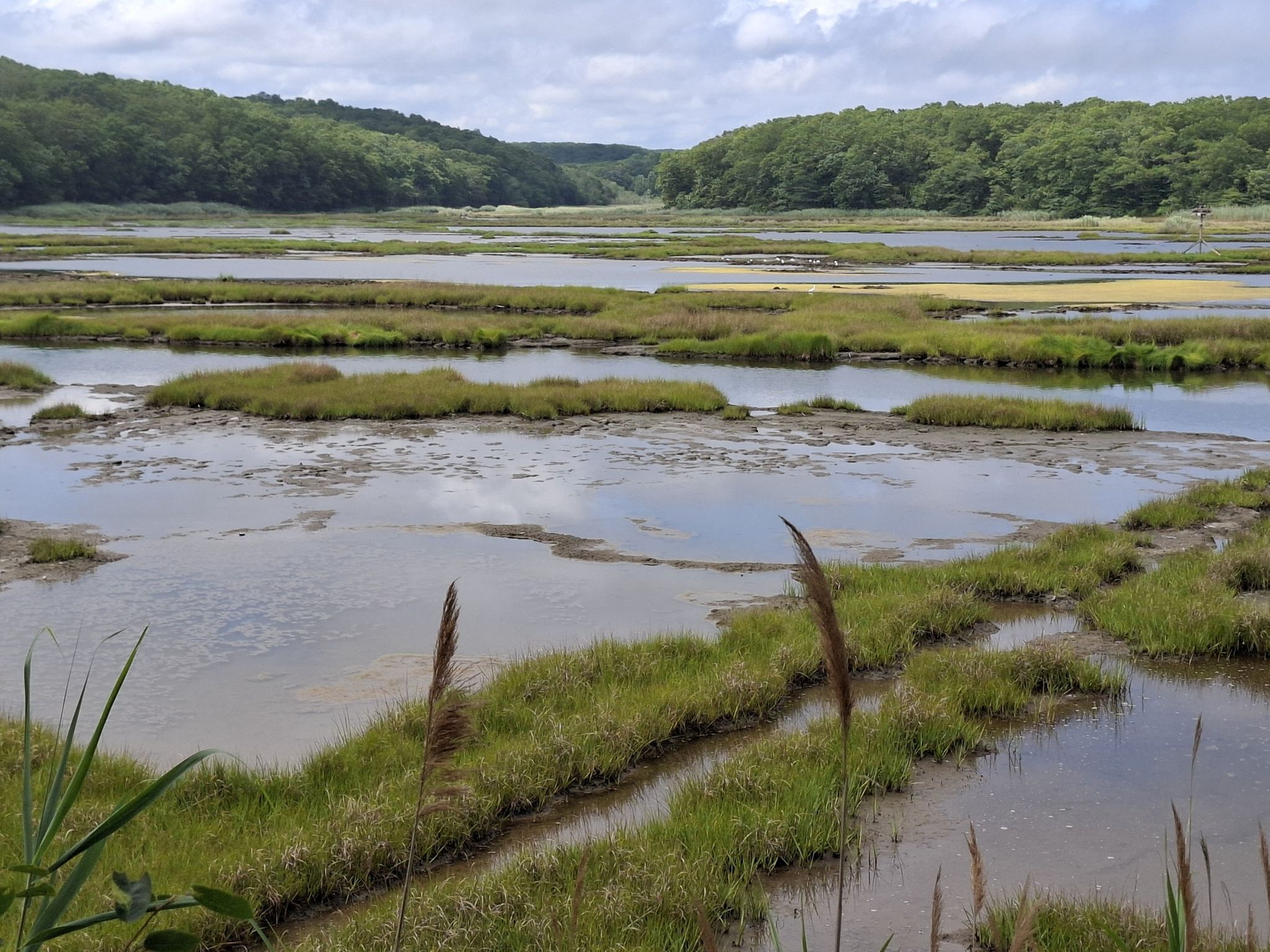 Beide Brook Salt Marsh