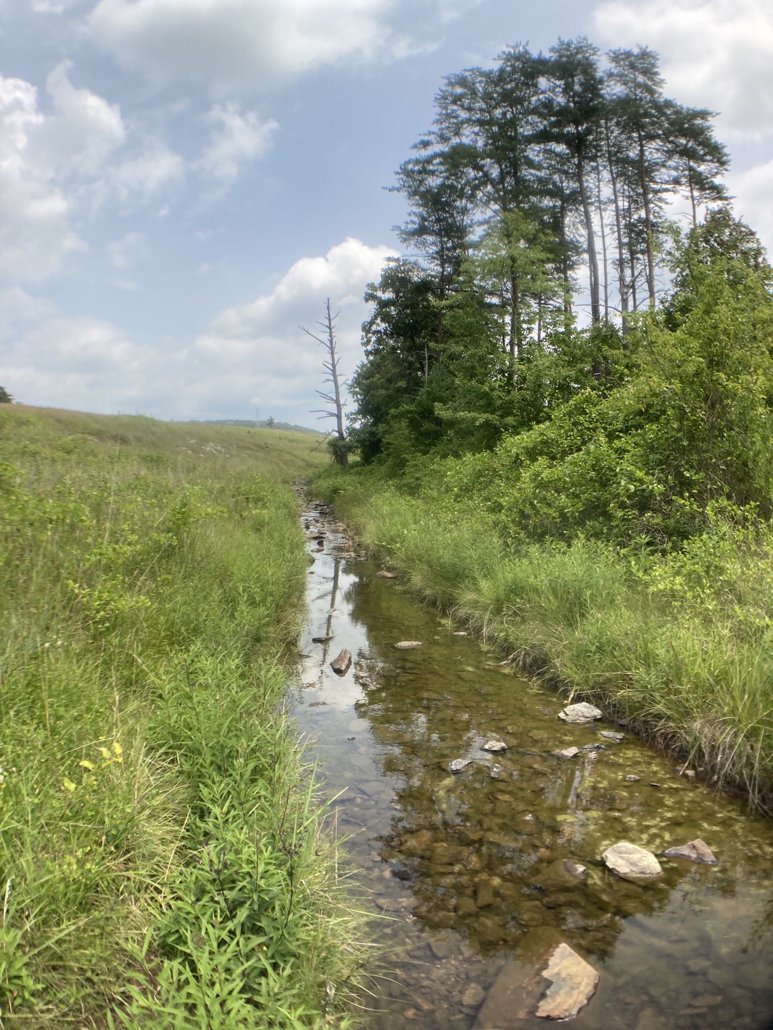 A clear stream flows through a sunny, grassy field with tall trees. - Serpentine Trail