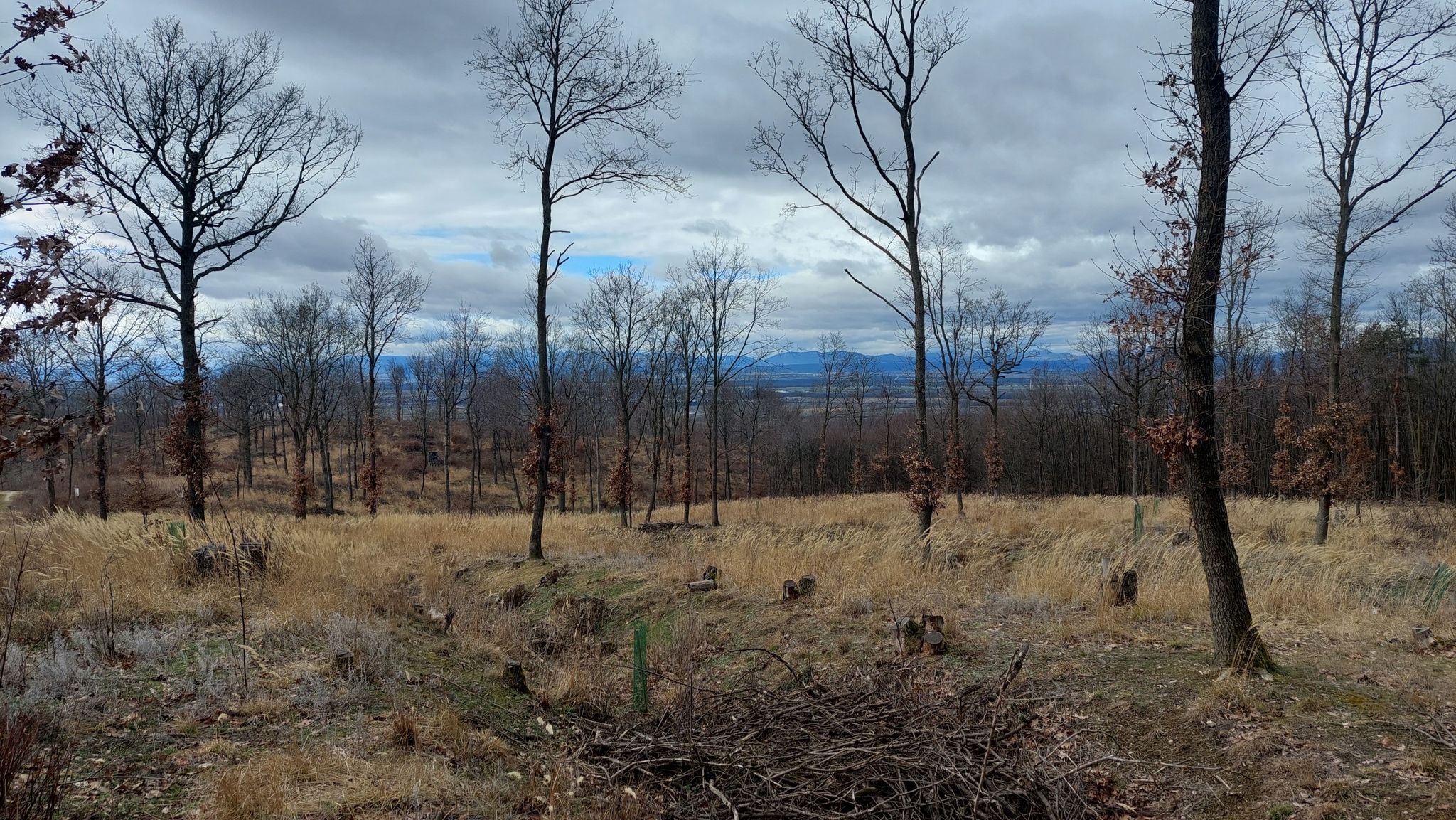 Wald der Zukunft?