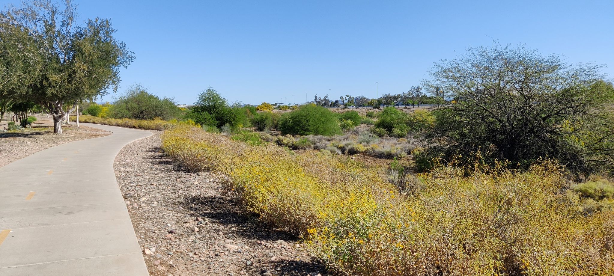 Curved paved path alongside desert landscape with yellow flowering bushes under clear sky. - Rio Vista Community Park – State Farm Stadium - Home of the Cardinals loop from Arrowhead Towne Center