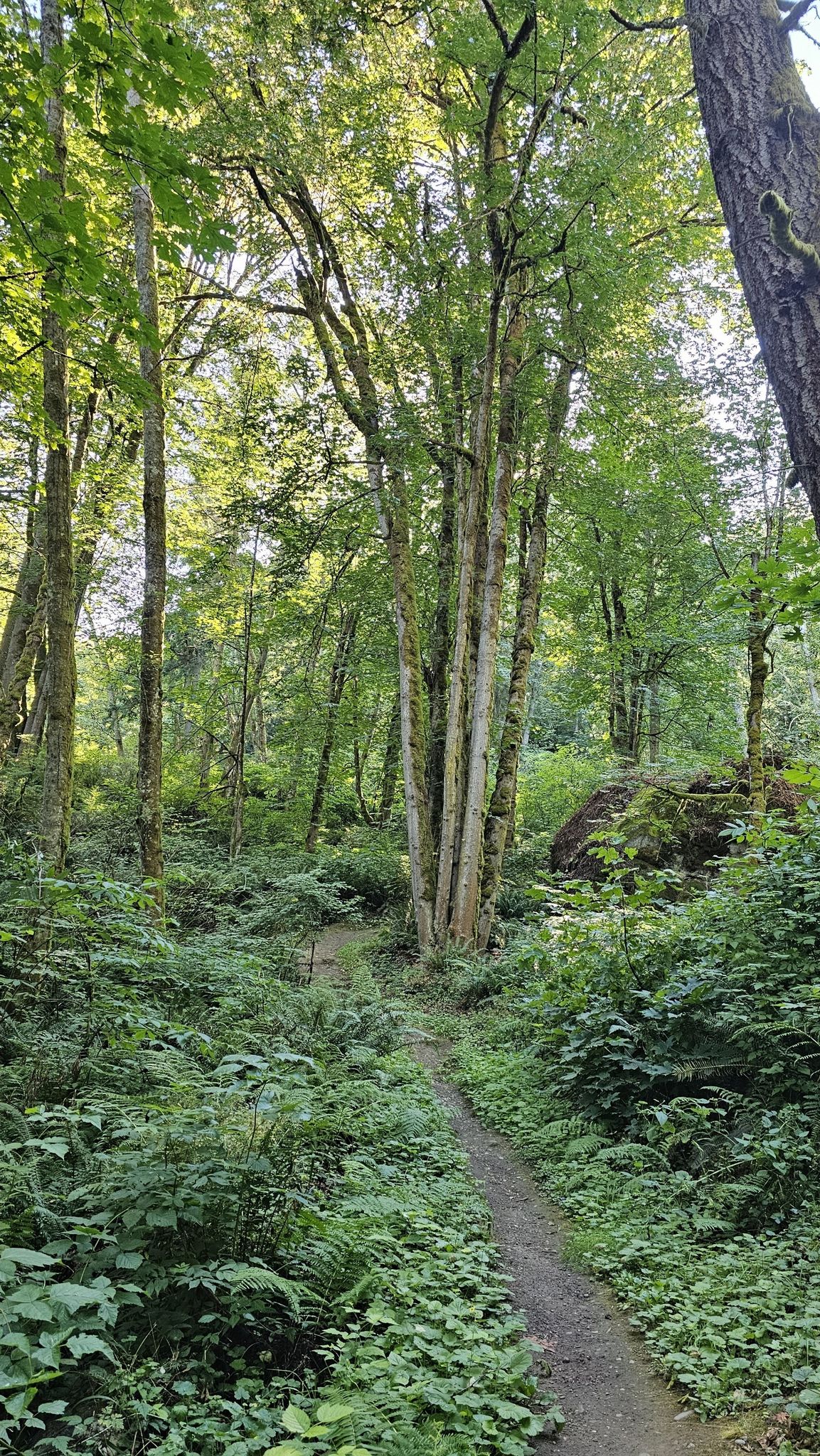 Narrow dirt path winding through a dense, sunlit green forest. - Talus Bridge Trail