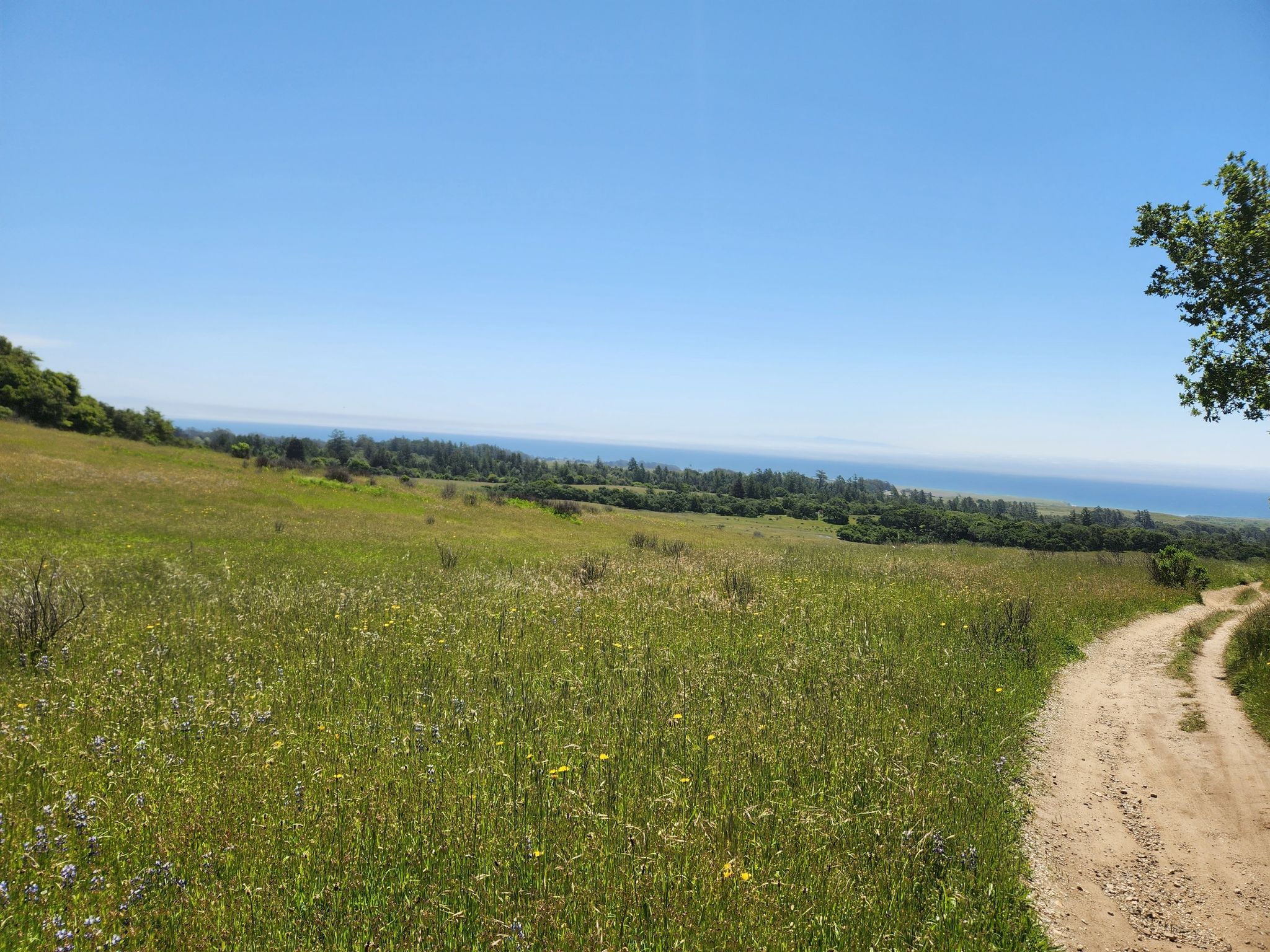 Green grassy field with a dirt path, leading to a distant ocean. - Engelsman Loop Trail
