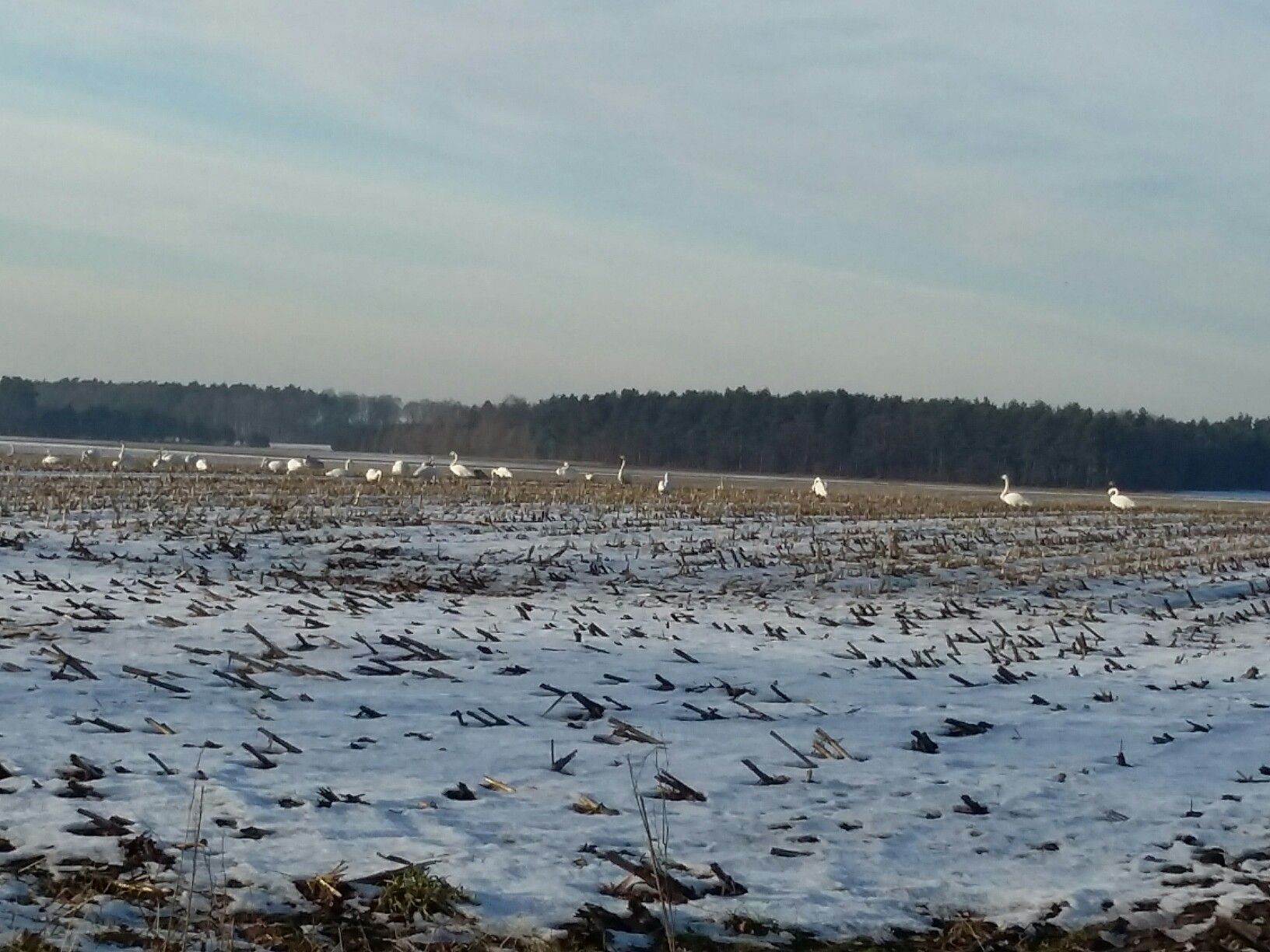 Schwäne im Winter. 