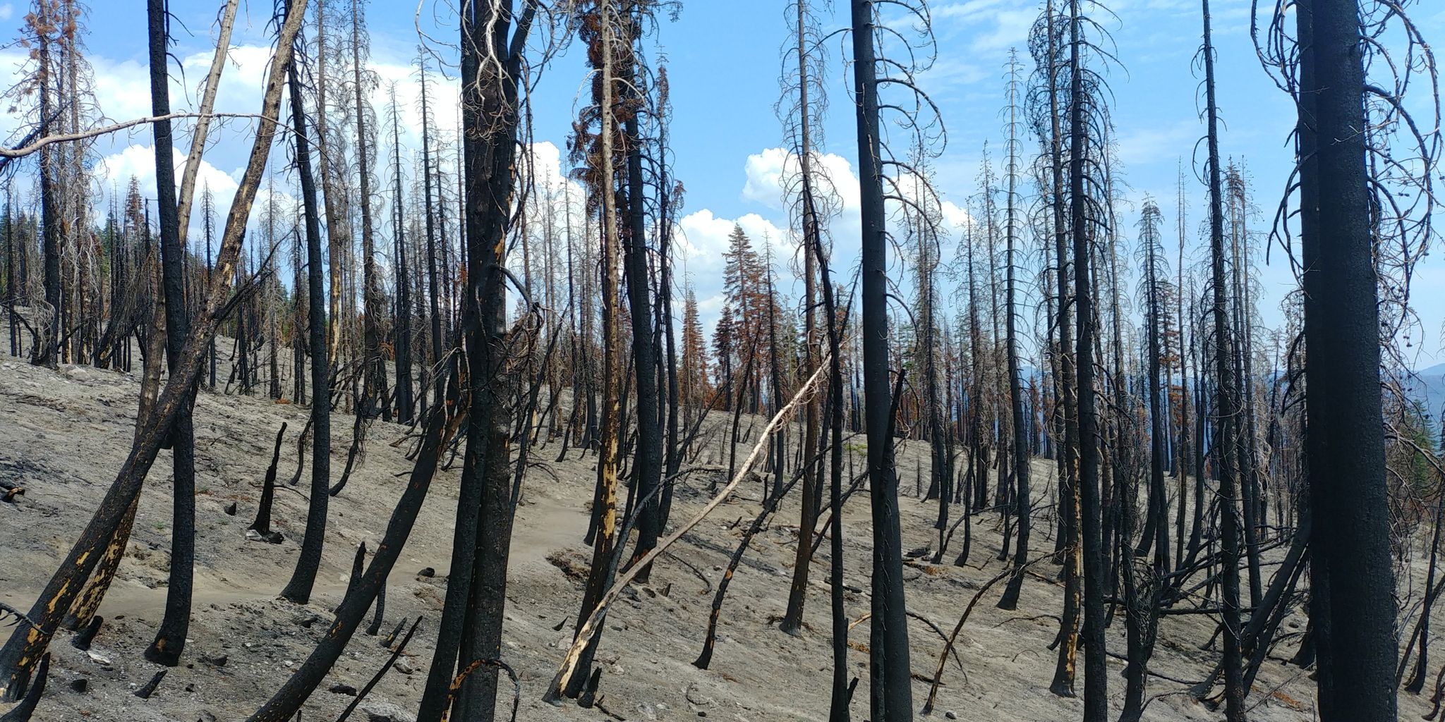 Numerous charred tree trunks stand on a gray, barren hillside under a blue sky. - Kings Creek Falls Trail