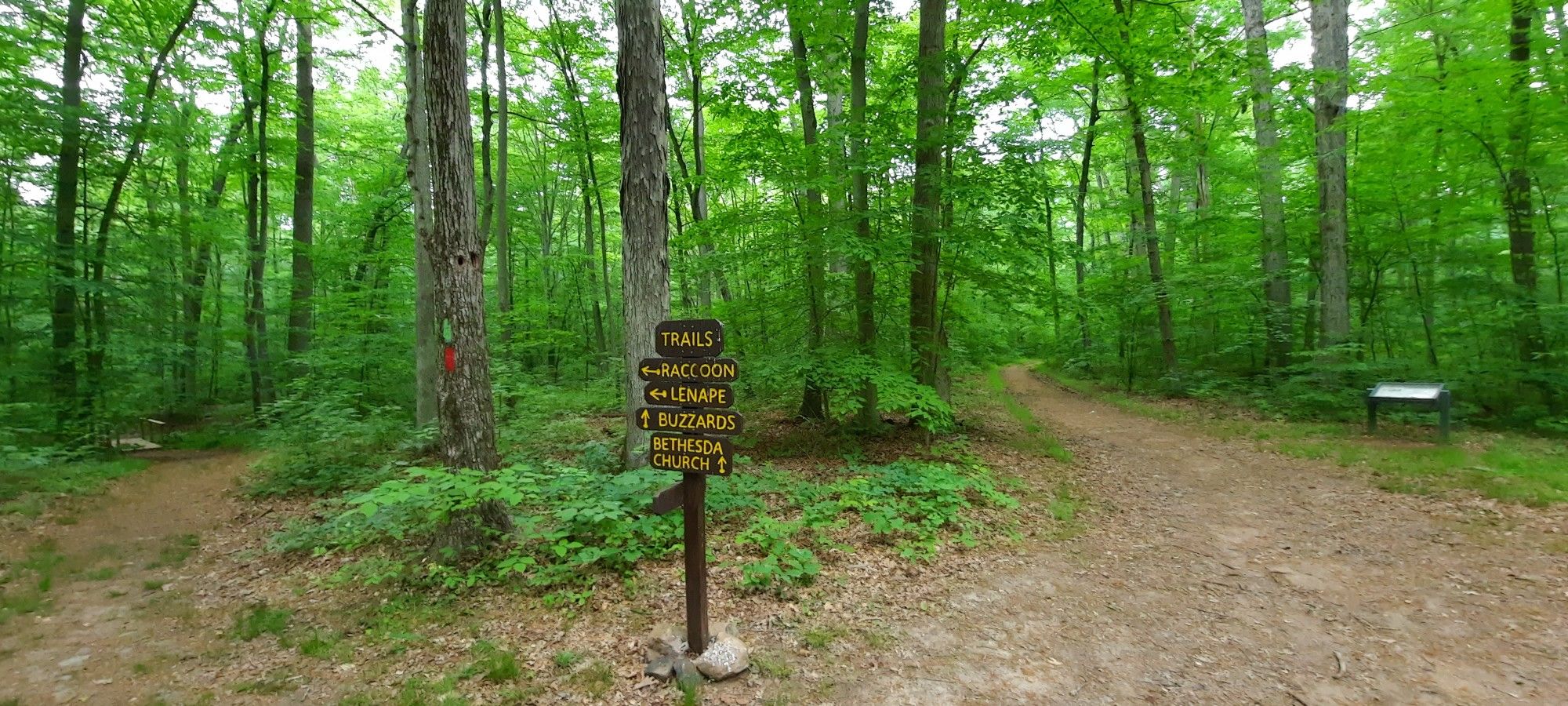 Wooden trail sign at a fork in a vibrant green, sunlit forest. - Coventry Woods Park – Hopewell Dam loop from Coventry Woods Park