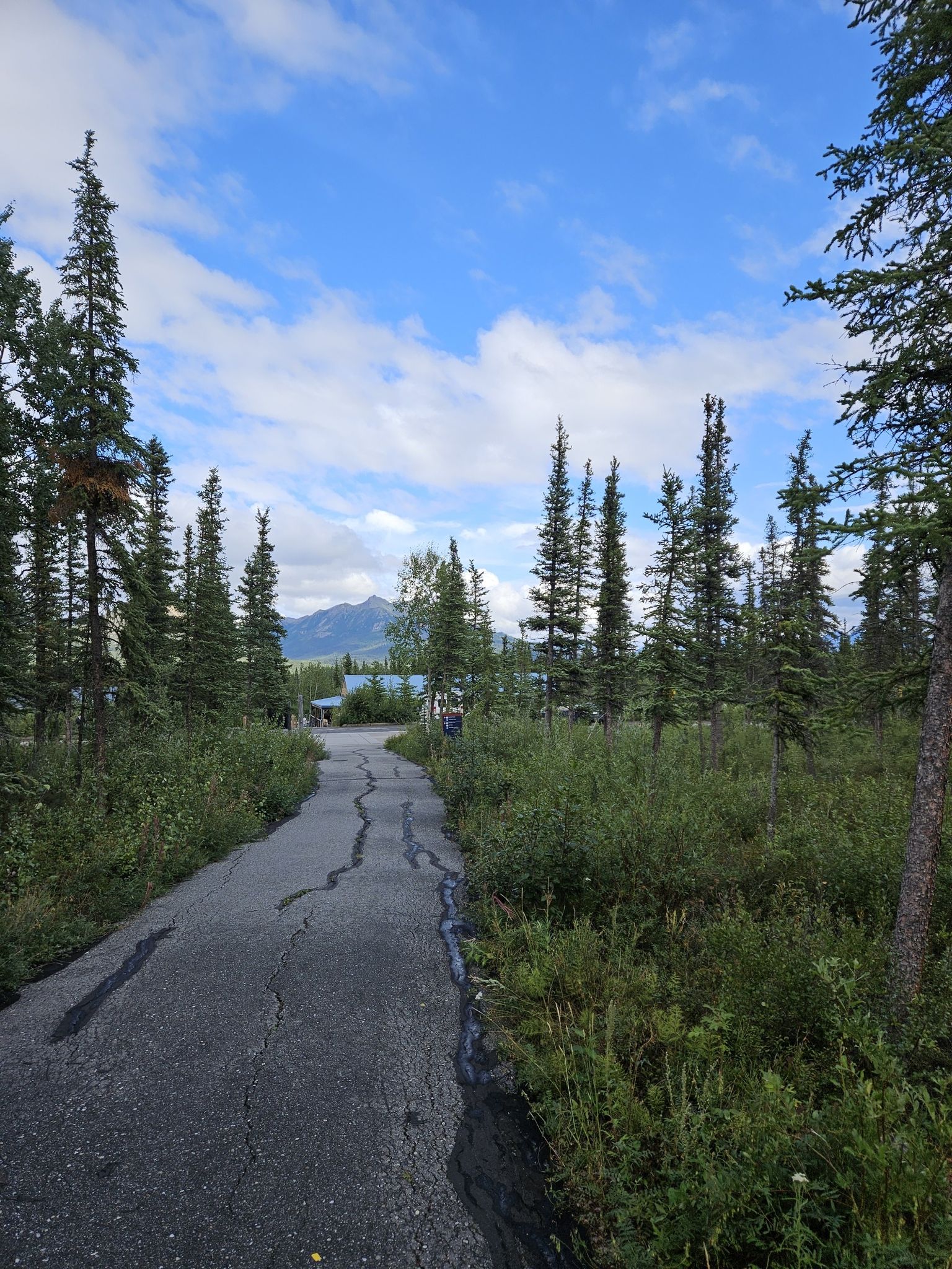 Cracked paved road winding through tall pine trees, with distant mountains. - McKinley Station and Morino Loop Trail