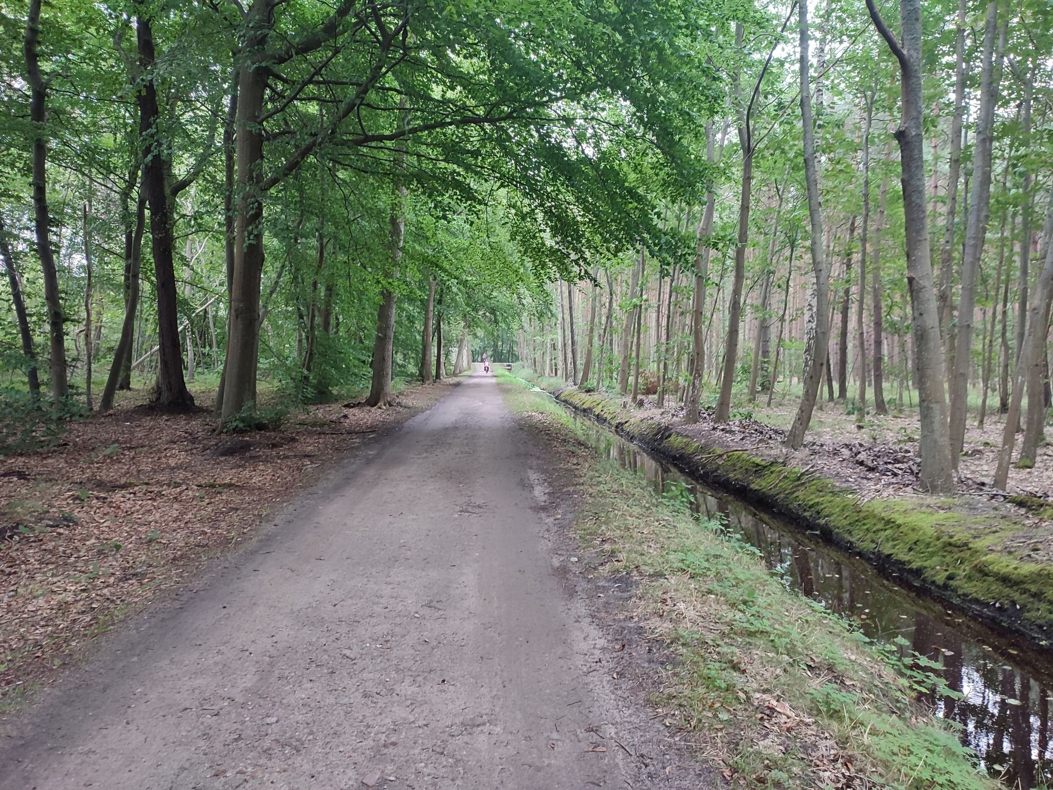 Waldweg