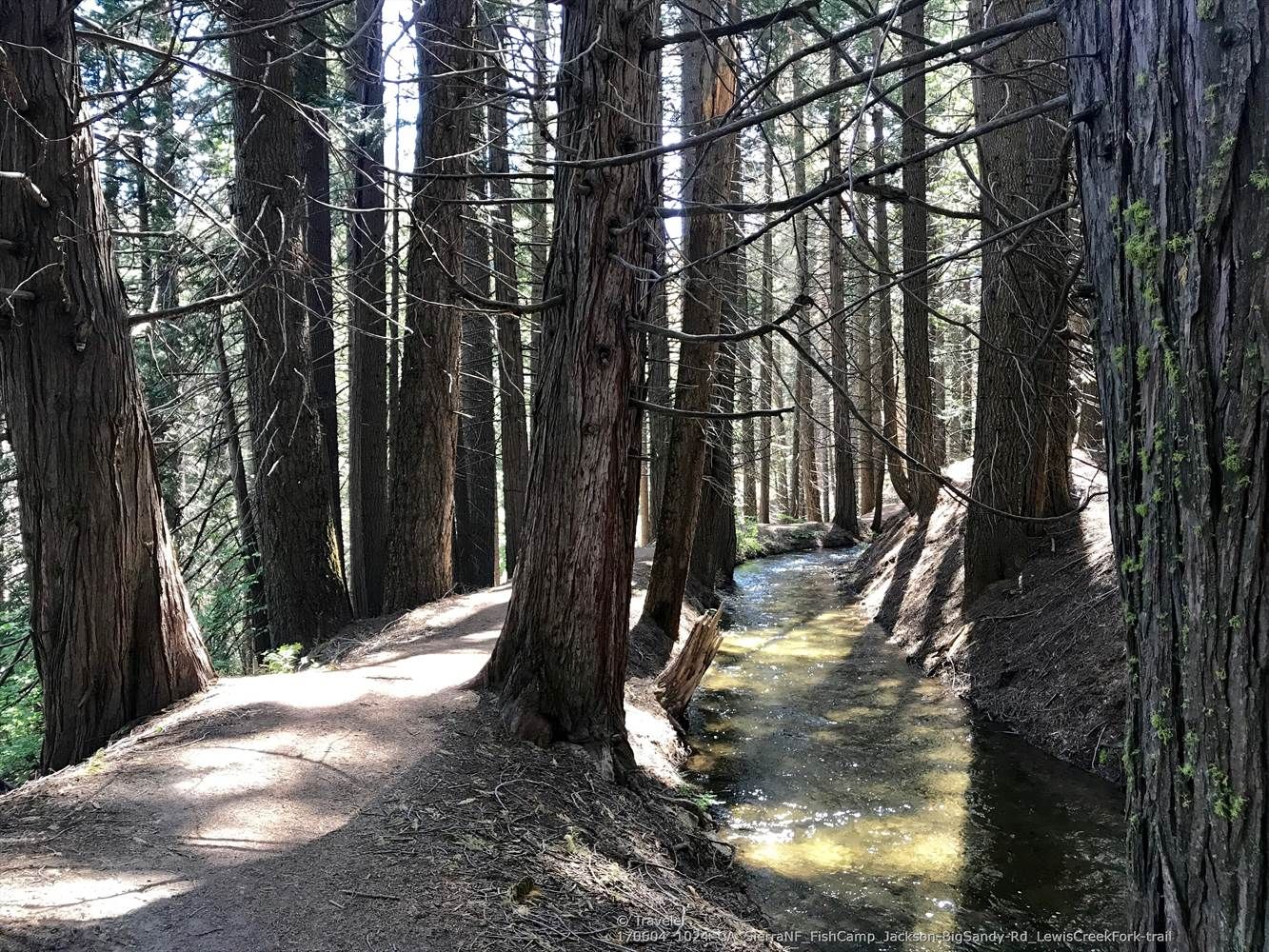 Sunlit forest path next to a narrow water channel and tall trees. - Big Sandy Road Trail