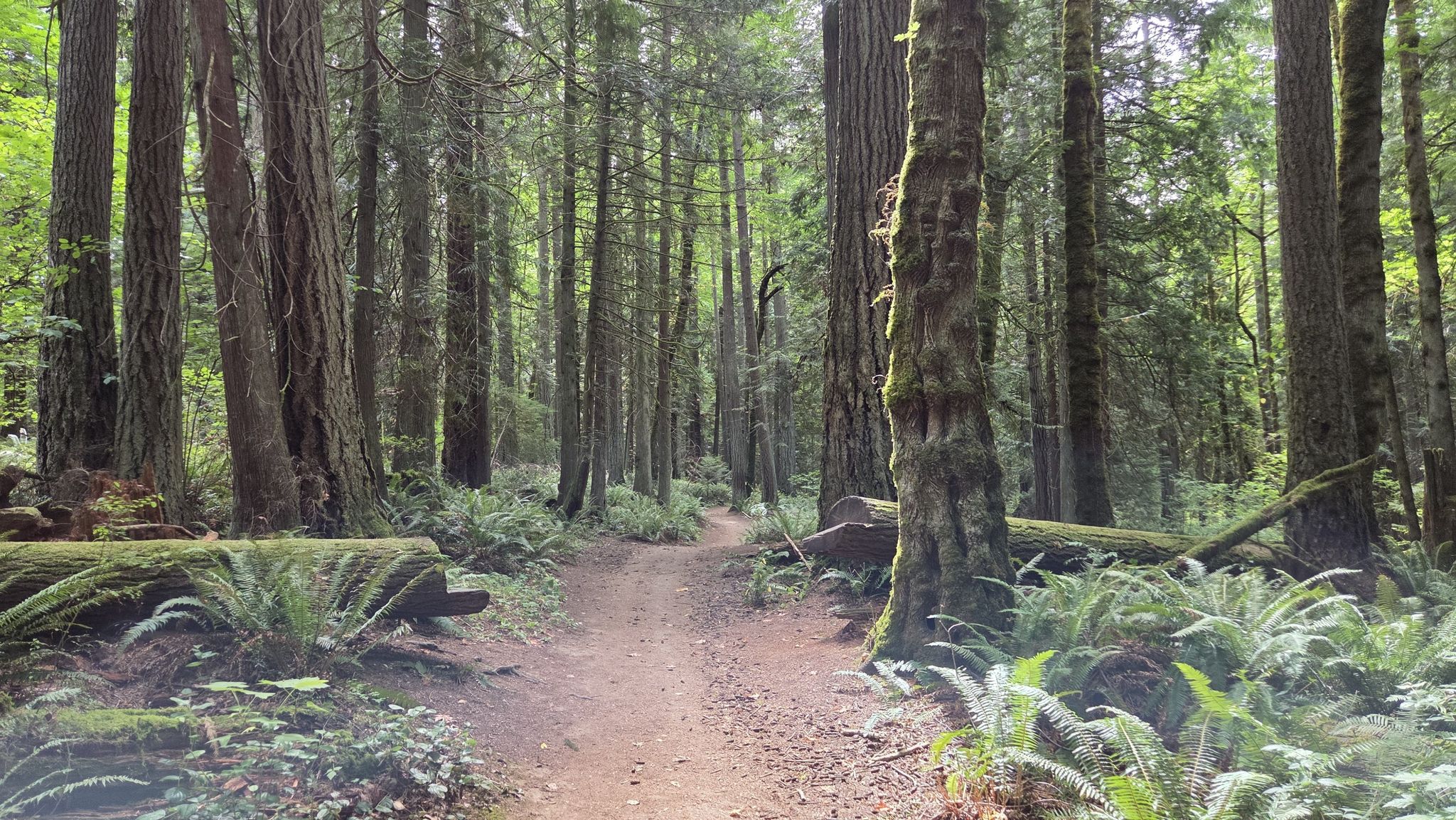 Dirt path winding through a sun-dappled forest with tall trees and ferns. - Squaxin  East Loop
